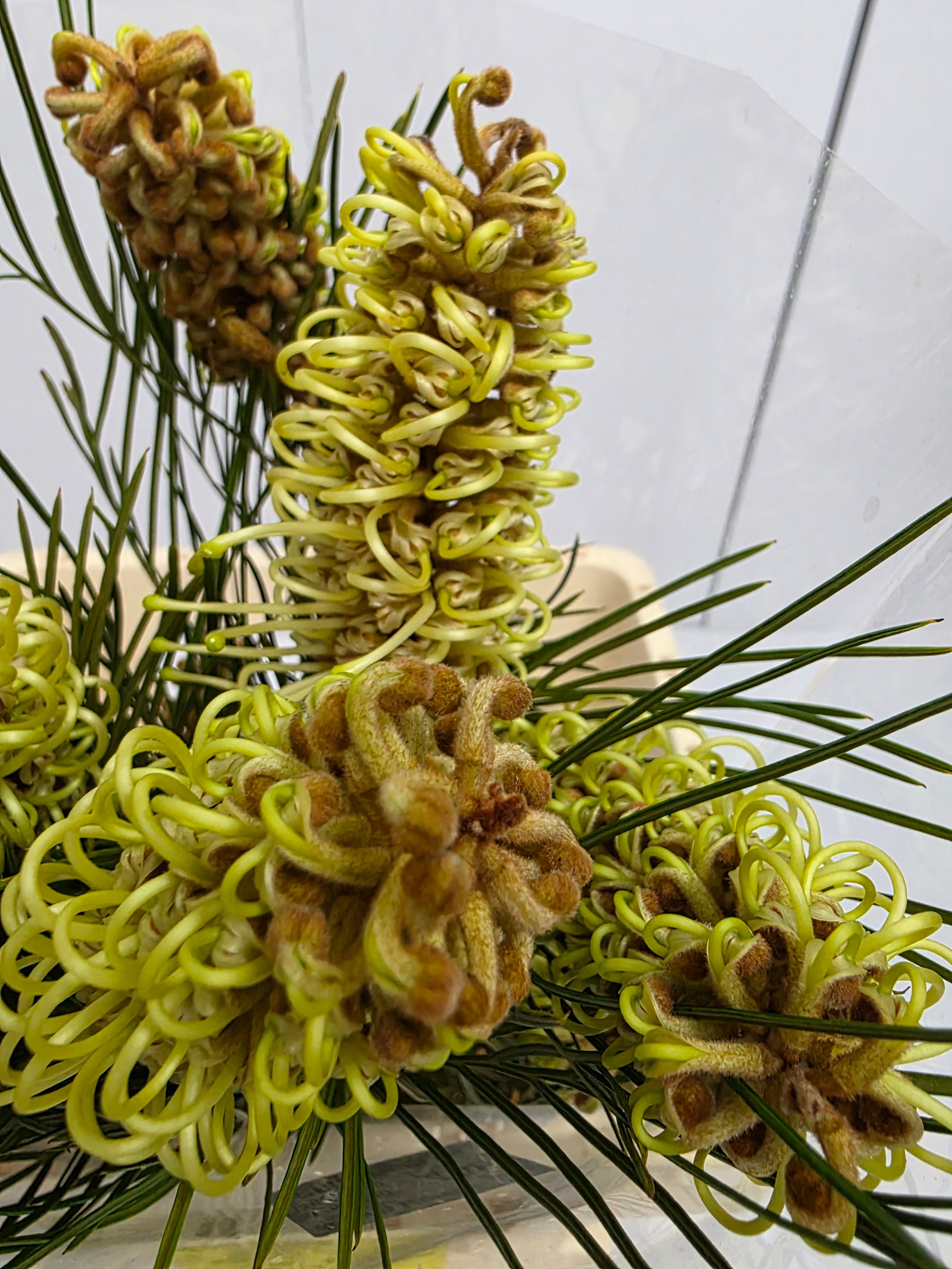 Farm Fresh Grevillea Spiderman (Bunch of 10 Stems, Length 60cm)