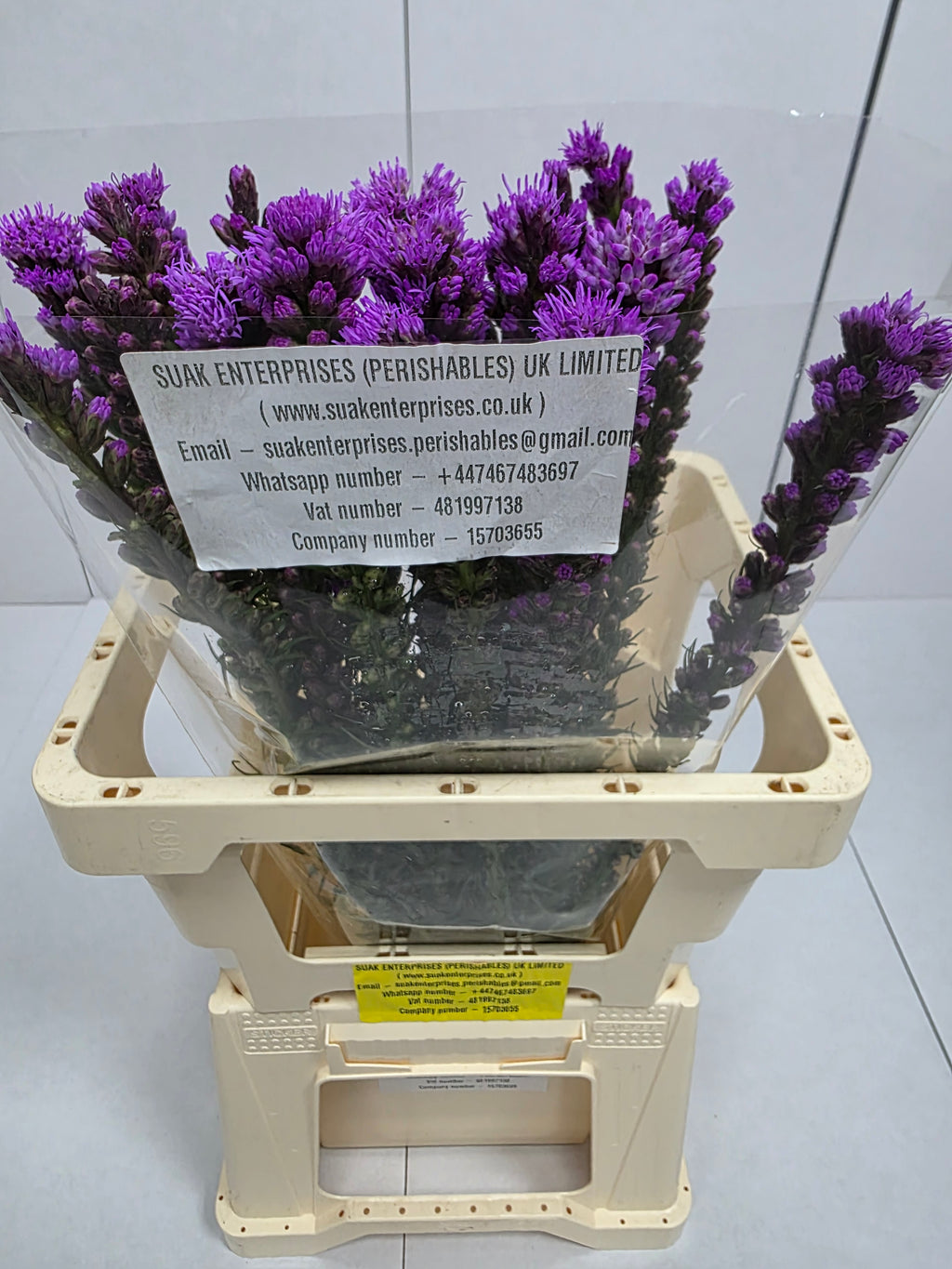 Farm Fresh Liatris Spicata (Bunch of 20 Stems, Length 60cm)