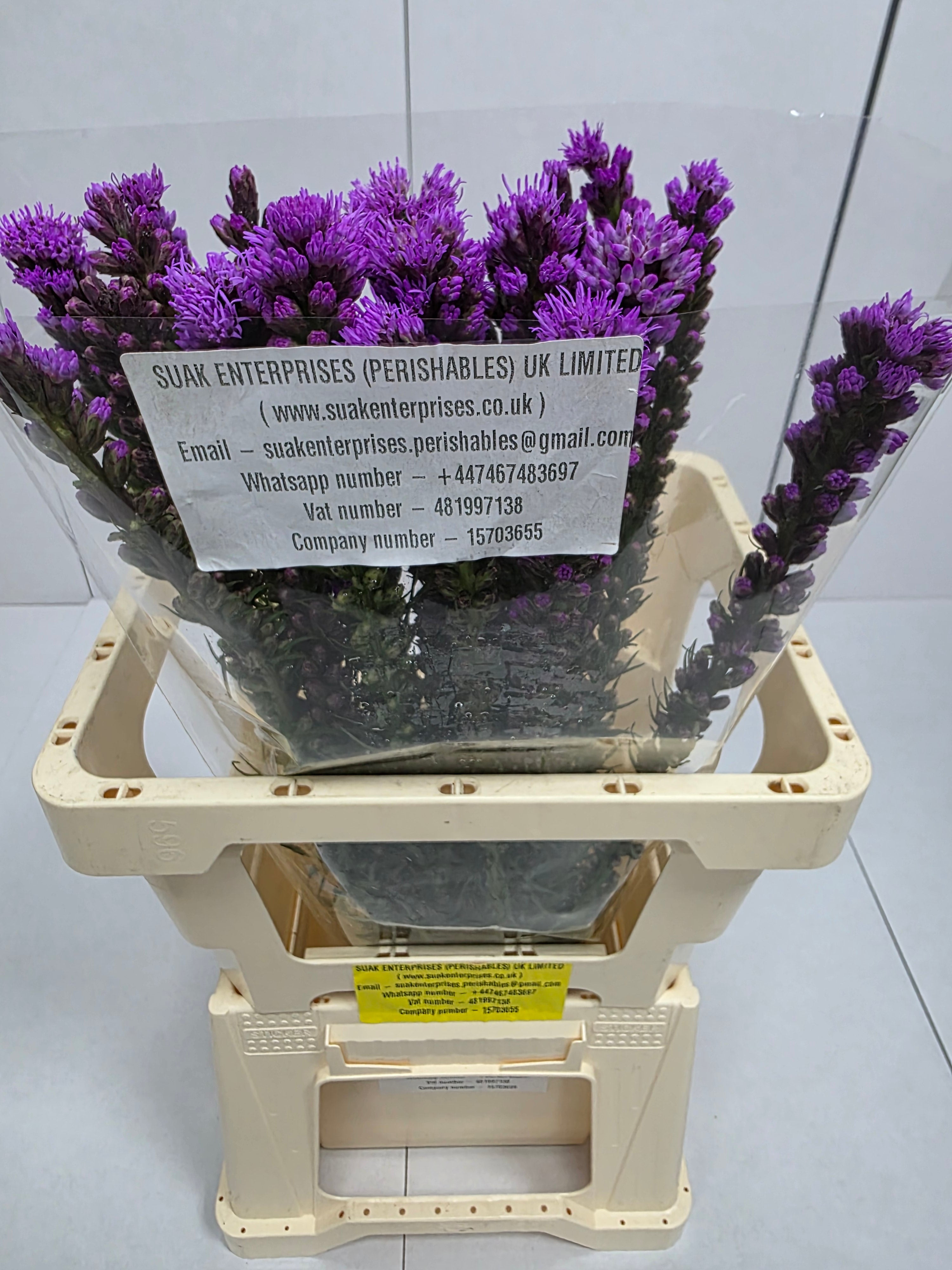 Farm Fresh Liatris Spicata (Bunch of 20 Stems, Length 60cm)