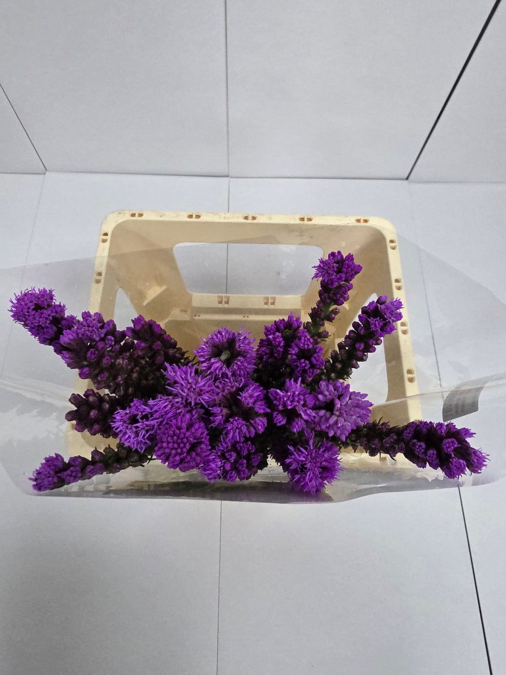 Farm Fresh Liatris Spicata (Bunch of 20 Stems, Length 60cm)