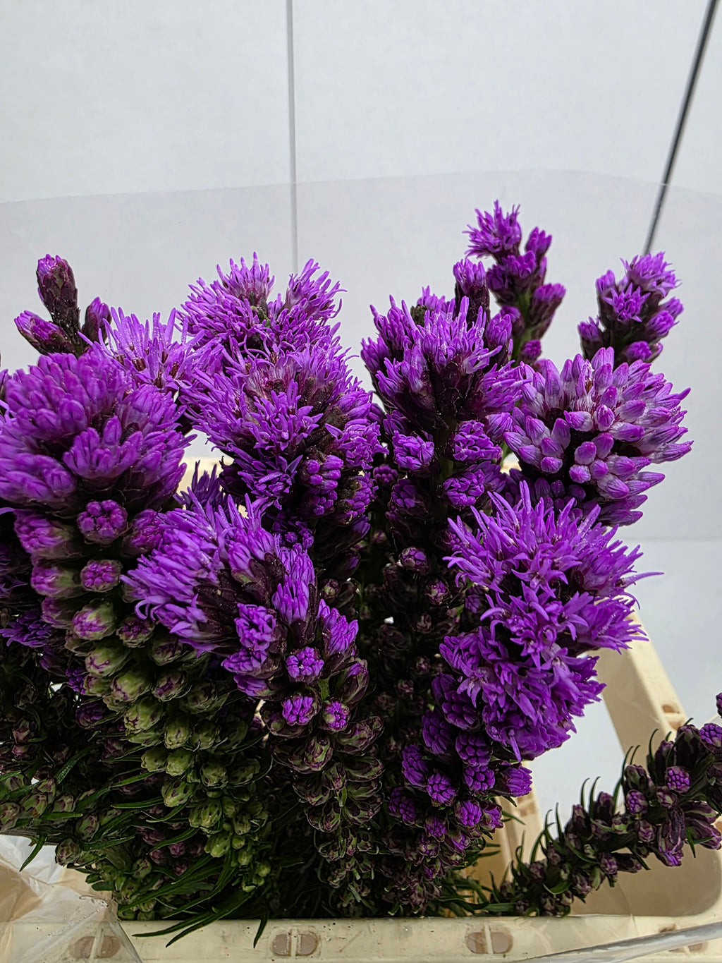 Farm Fresh Liatris Spicata (Bunch of 20 Stems, Length 60cm)