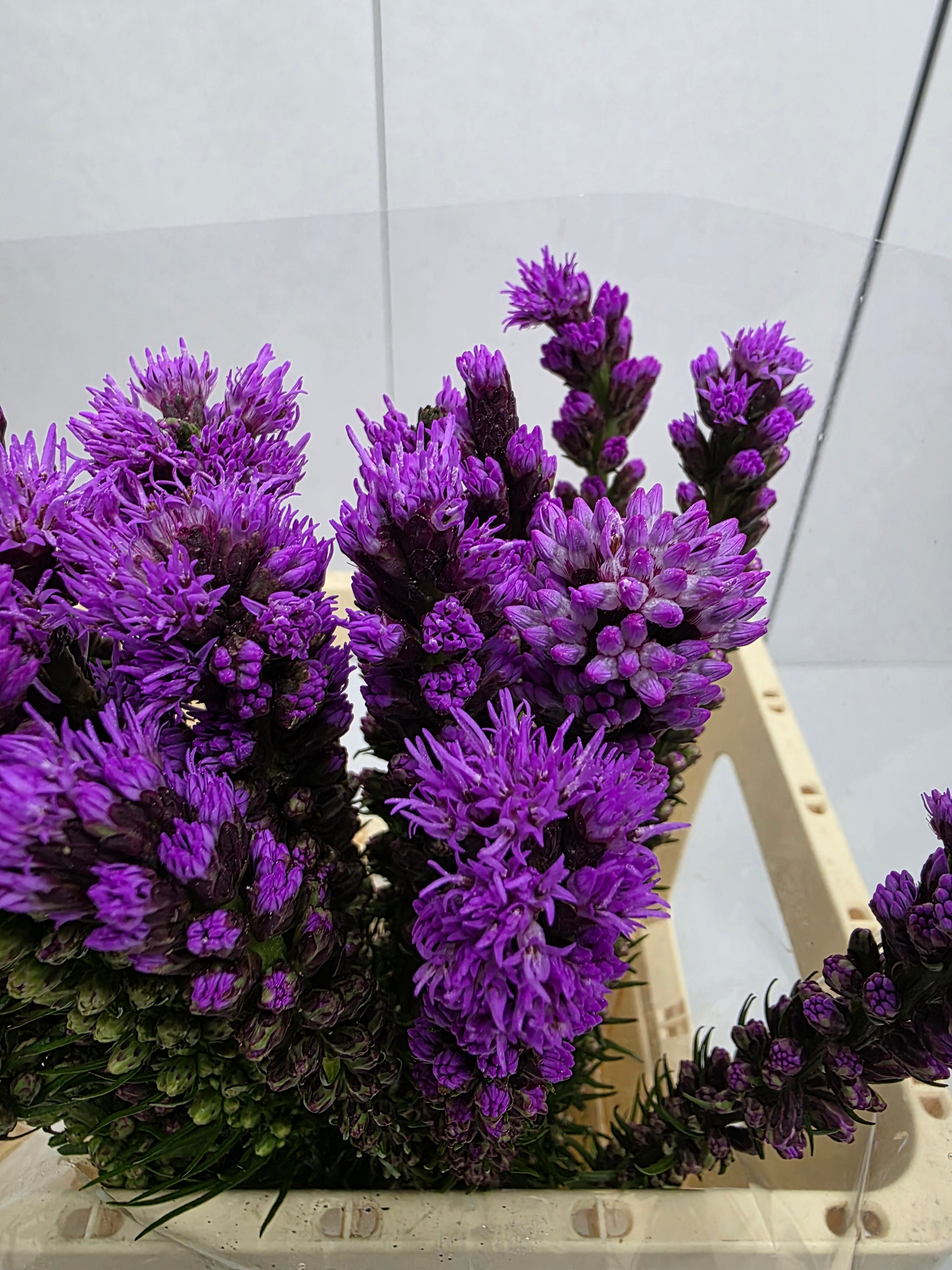 Farm Fresh Liatris Spicata (Bunch of 20 Stems, Length 60cm)