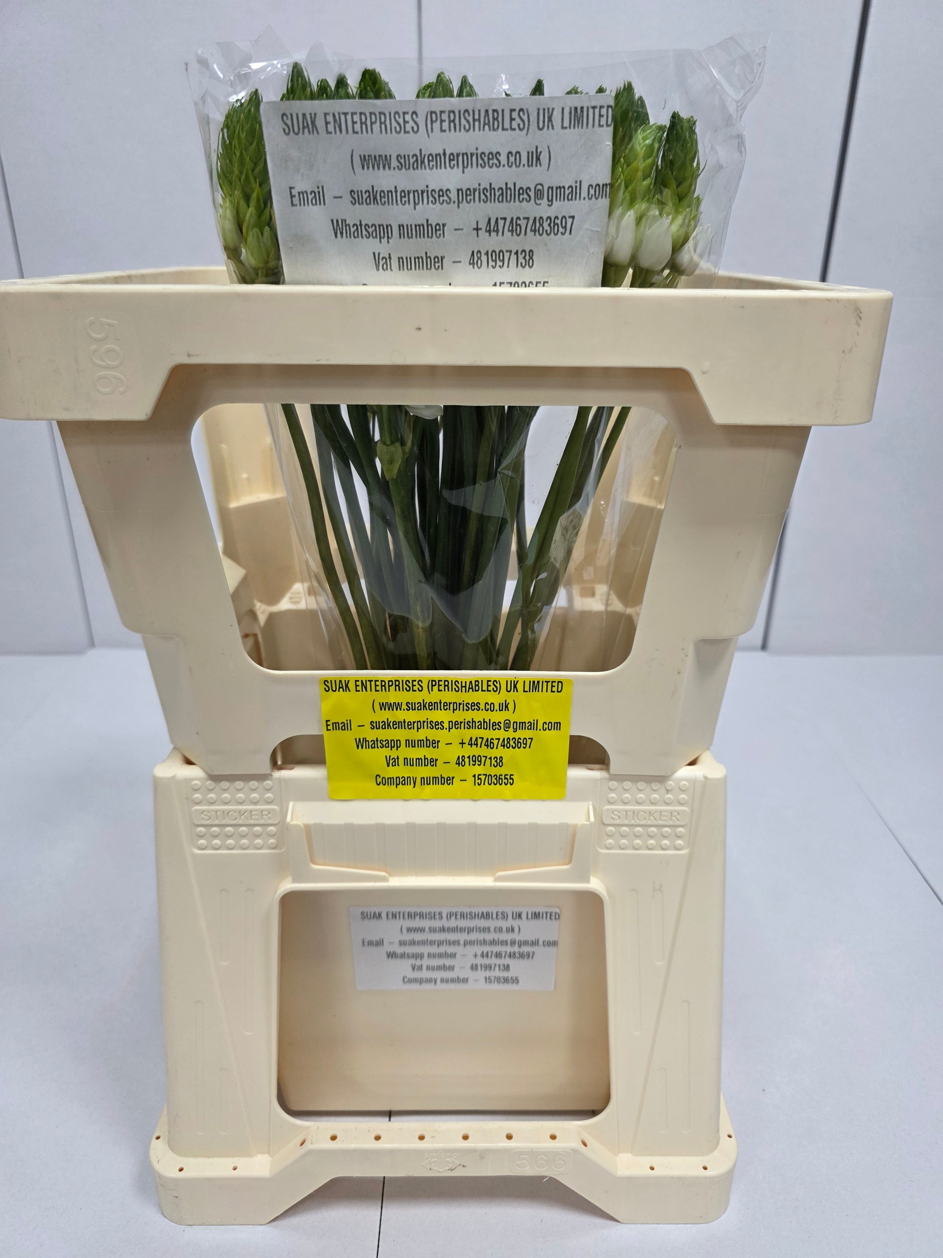 Farm Fresh Ornithogalum Thyrosides(Bunch of 50 Stems, Length 50cm)