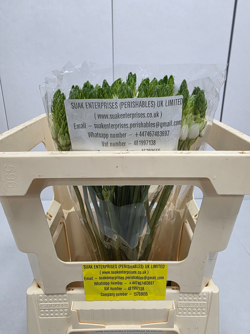 Farm Fresh Ornithogalum Thyrosides(Bunch of 50 Stems, Length 50cm)