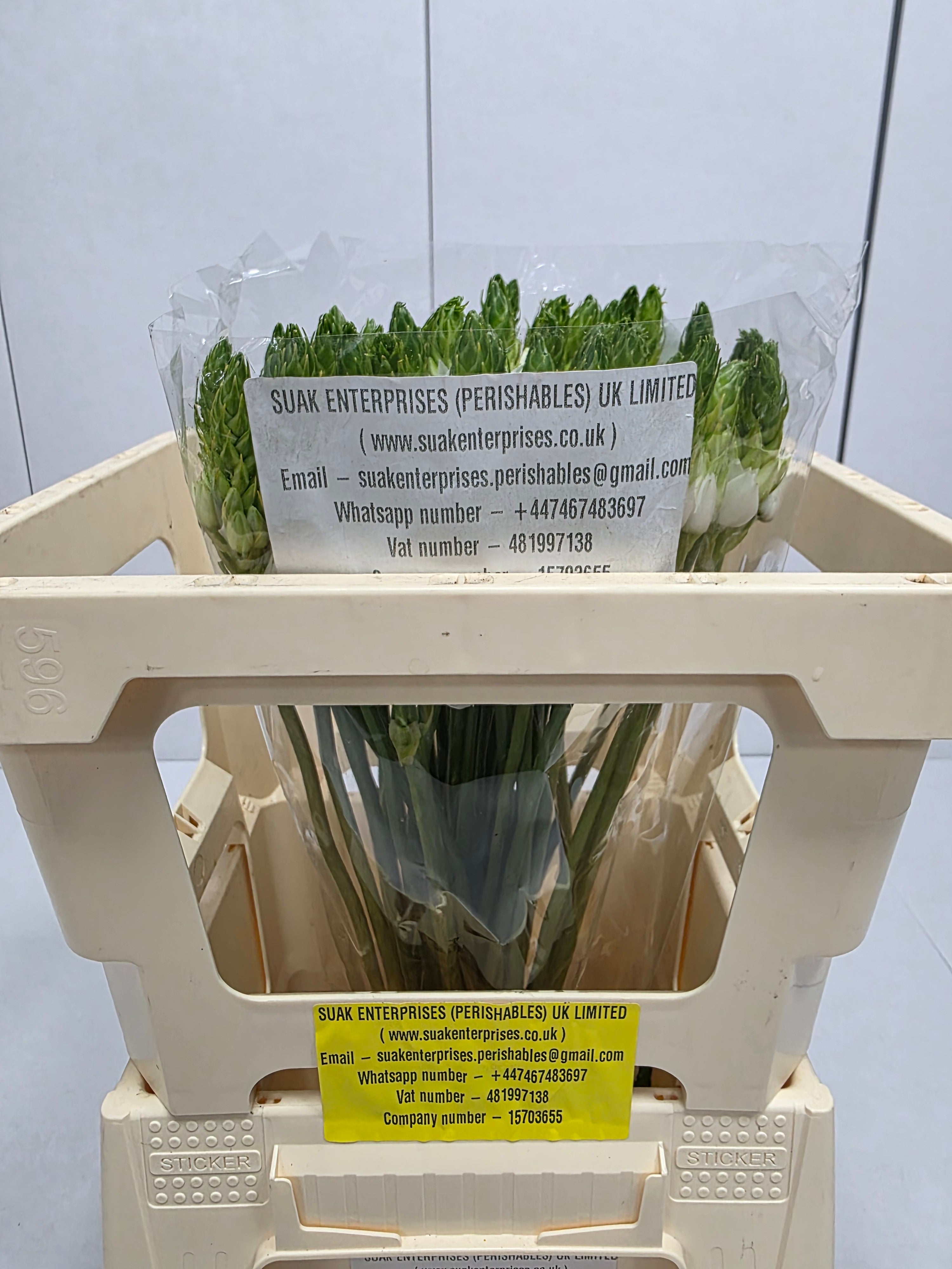 Farm Fresh Ornithogalum Thyrosides(Bunch of 50 Stems, Length 50cm)