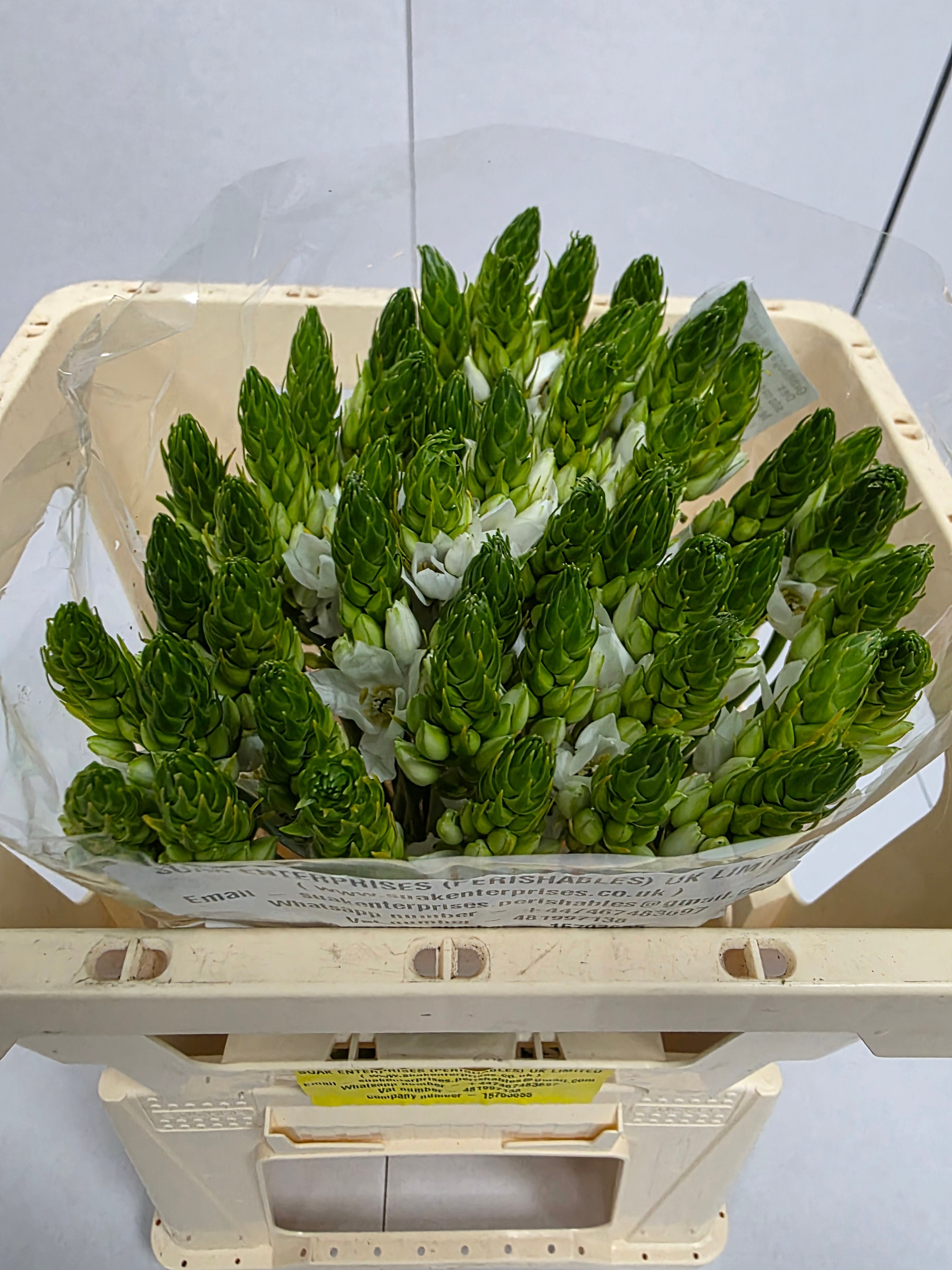 Farm Fresh Ornithogalum Thyrosides(Bunch of 50 Stems, Length 50cm)