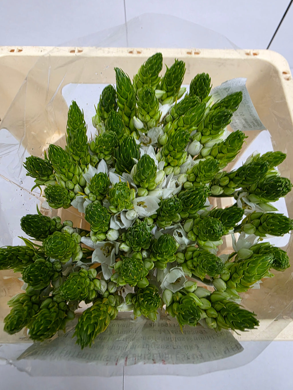 Farm Fresh Ornithogalum Thyrosides(Bunch of 50 Stems, Length 50cm)