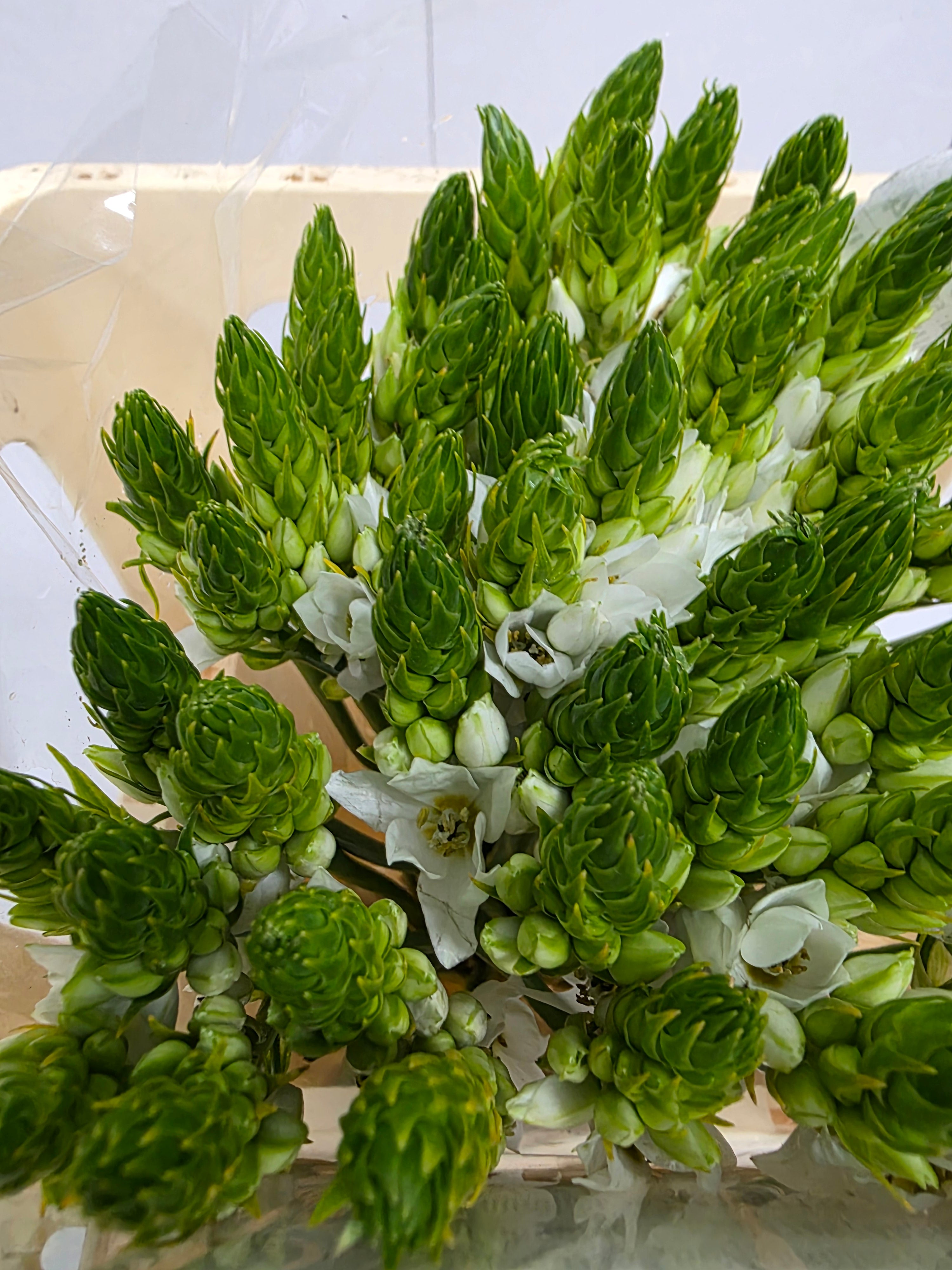 Farm Fresh Ornithogalum Thyrosides(Bunch of 50 Stems, Length 50cm)