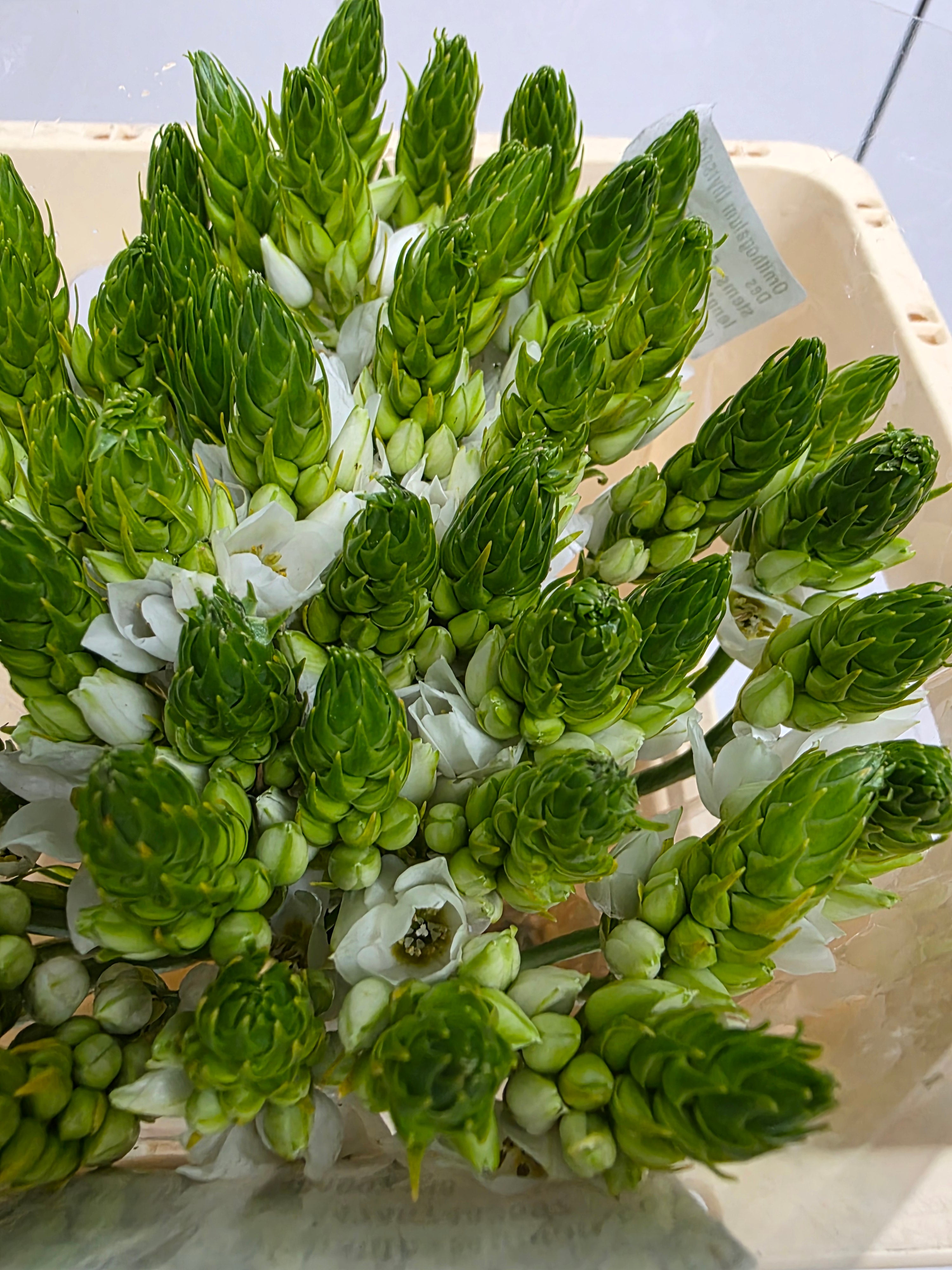 Farm Fresh Ornithogalum Thyrosides(Bunch of 50 Stems, Length 50cm)