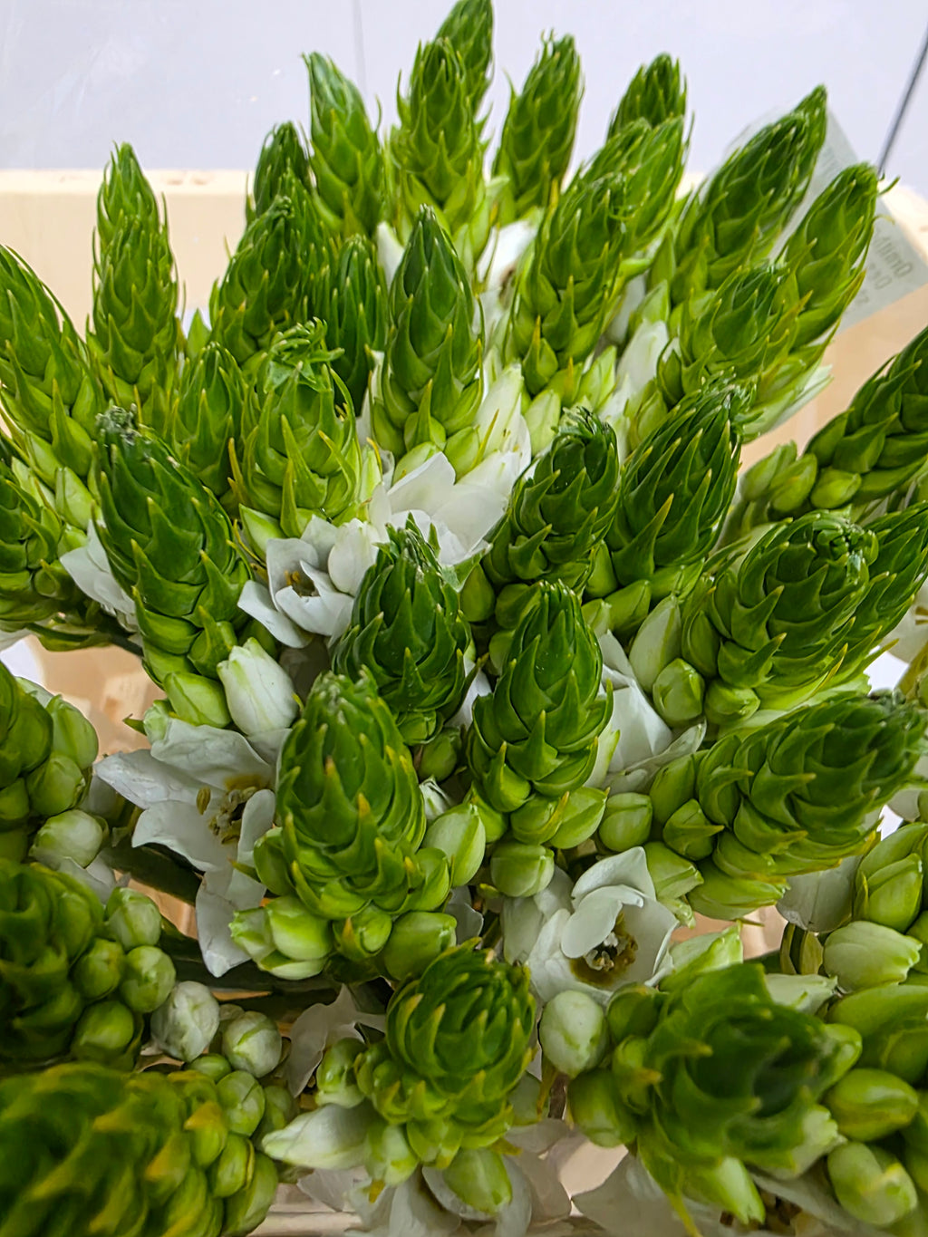Farm Fresh Ornithogalum Thyrosides(Bunch of 50 Stems, Length 50cm)