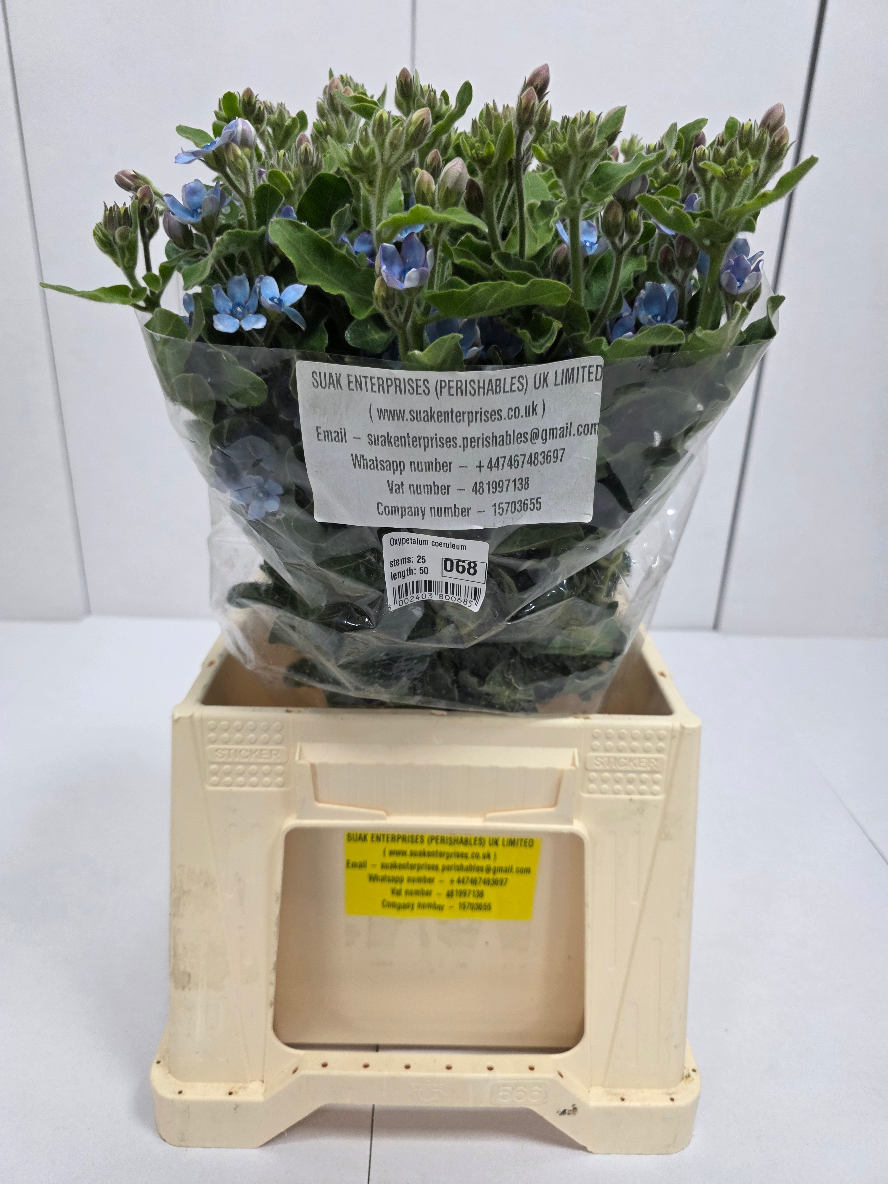 Farm Fresh Oxypetalum Coeruleum (Bunch of 25 Stems, Length 50cm)