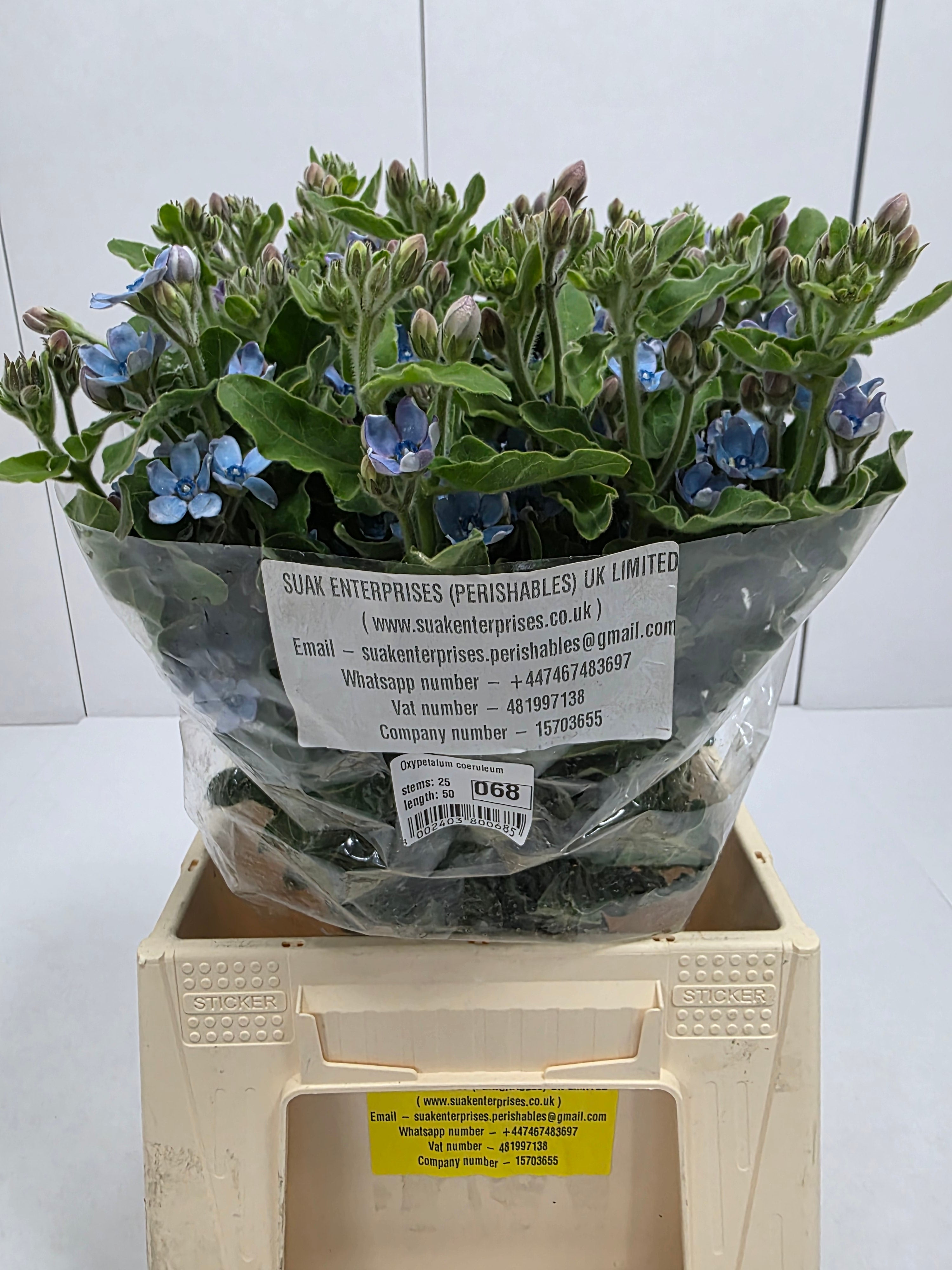 Farm Fresh Oxypetalum Coeruleum (Bunch of 25 Stems, Length 50cm)