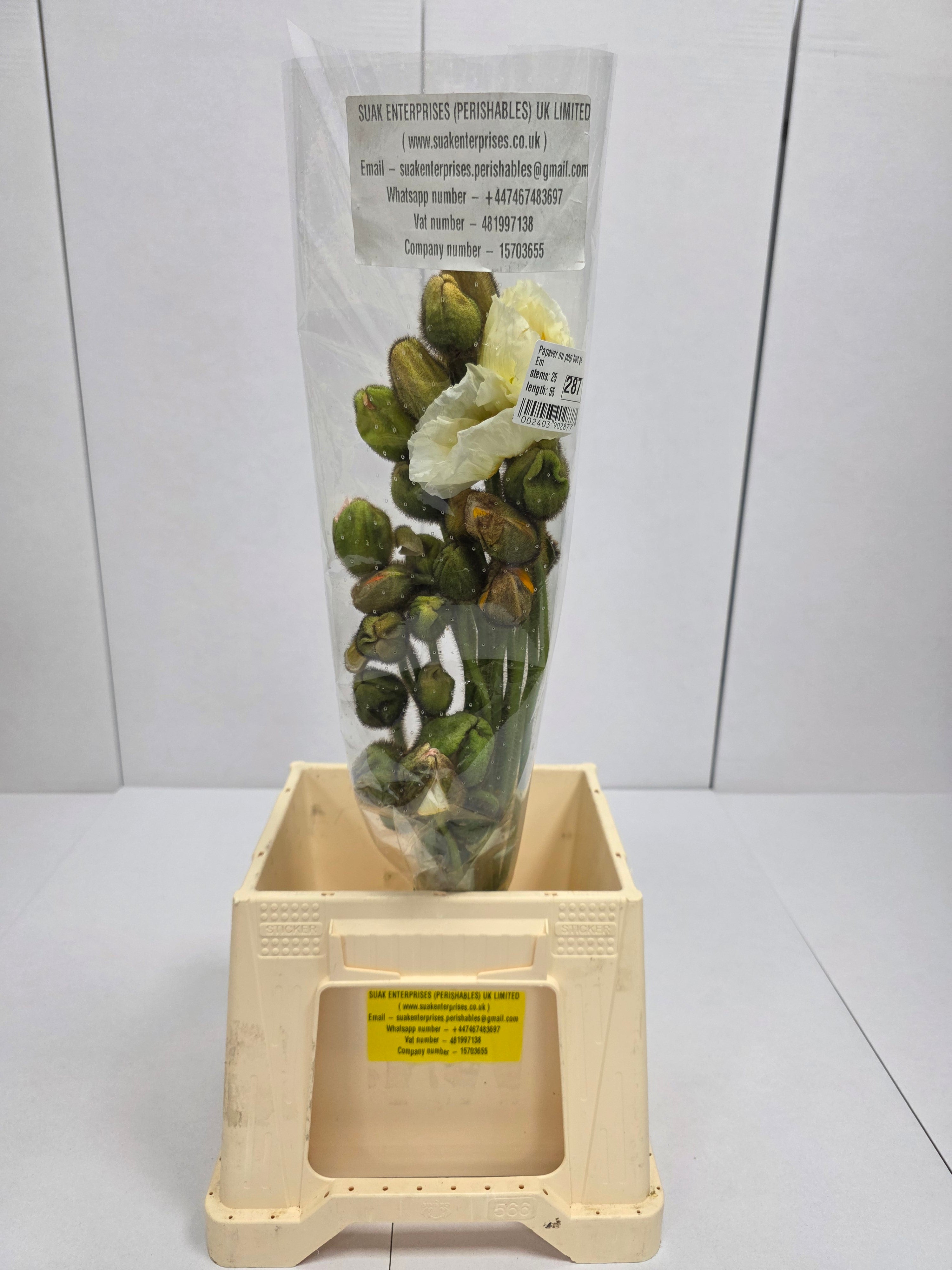 Farm Fresh Papaver Nu Pop Bus Gem (Bunch of 25 Stems, Length 55cm)