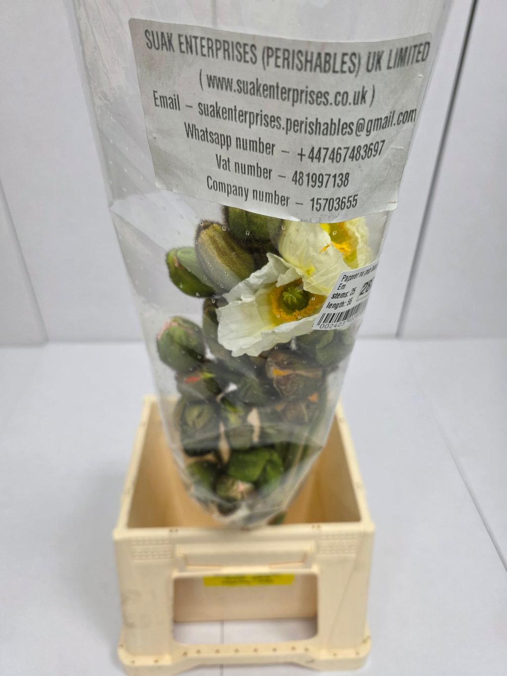 Farm Fresh Papaver Nu Pop Bus Gem (Bunch of 25 Stems, Length 55cm)