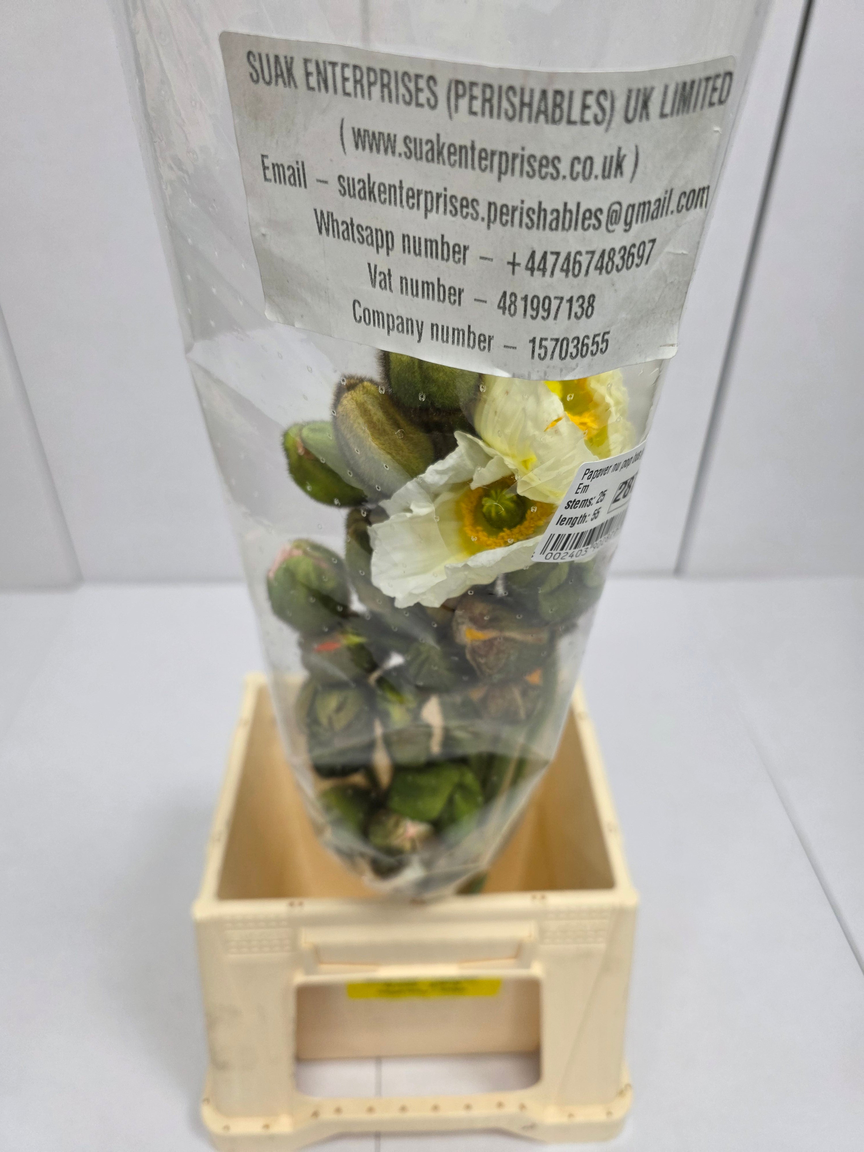 Farm Fresh Papaver Nu Pop Bus Gem (Bunch of 25 Stems, Length 55cm)