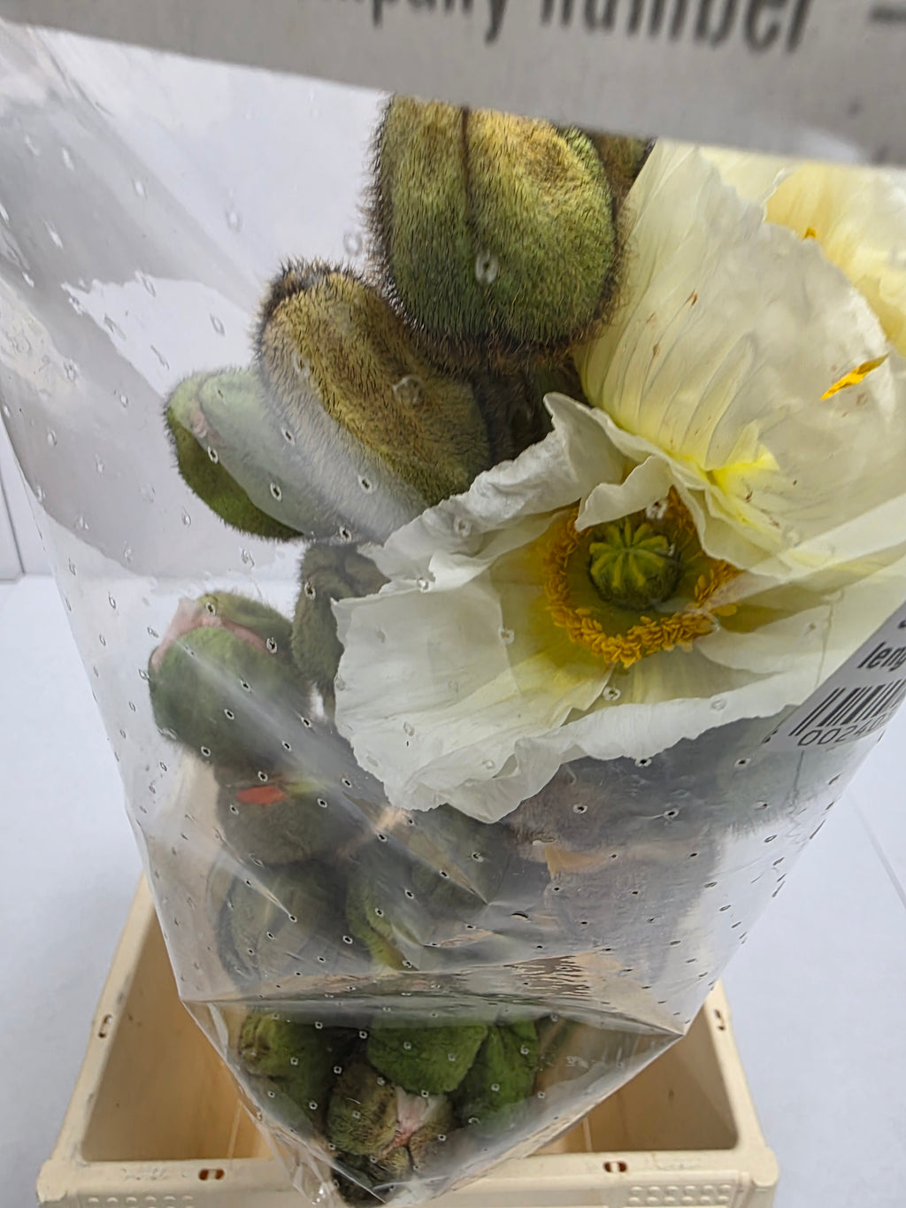 Farm Fresh Papaver Nu Pop Bus Gem (Bunch of 25 Stems, Length 55cm)
