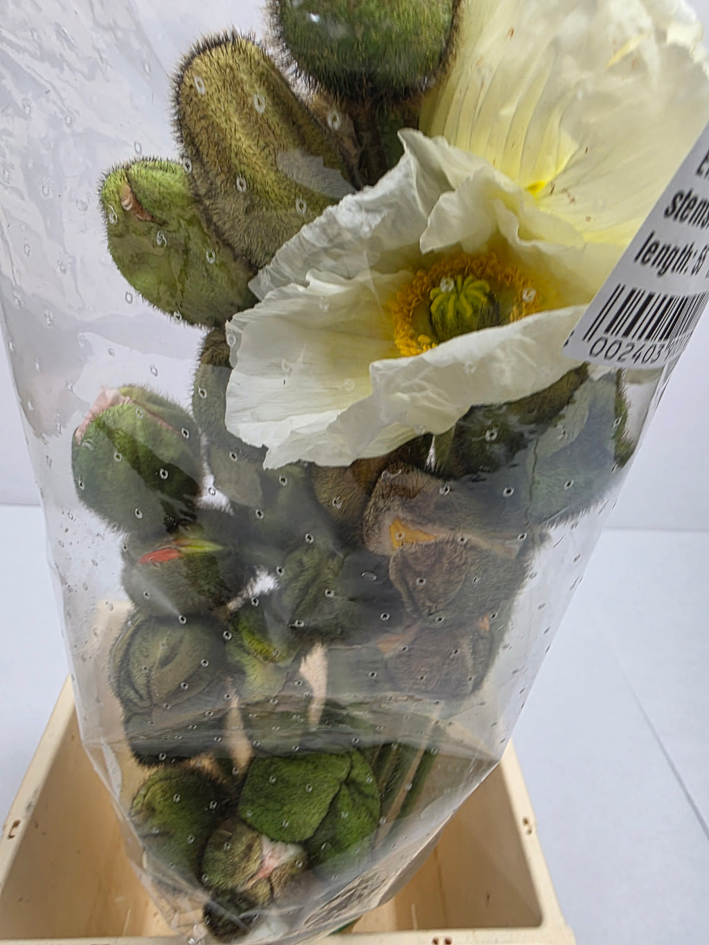Farm Fresh Papaver Nu Pop Bus Gem (Bunch of 25 Stems, Length 55cm)