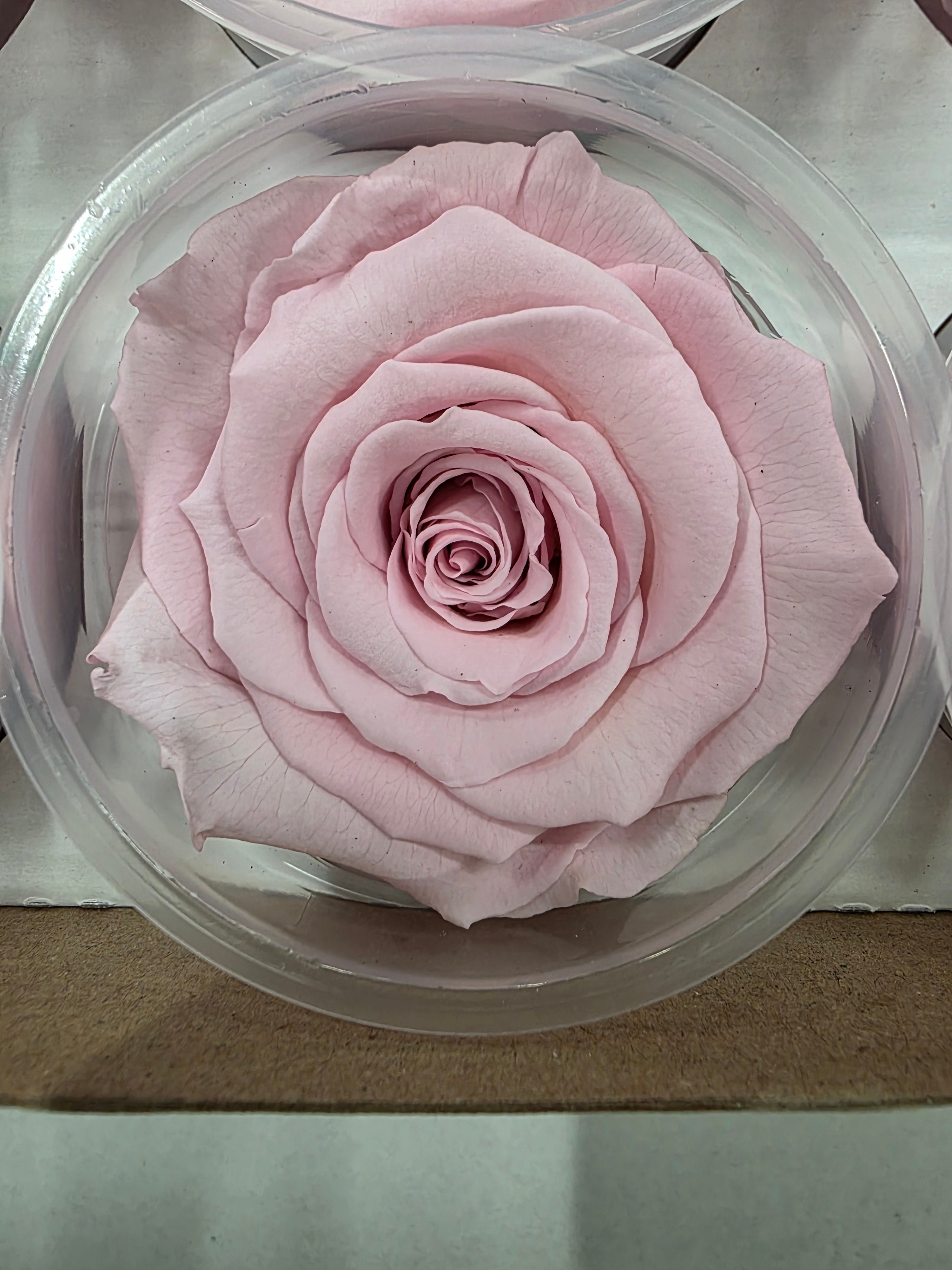 Artificial Preserved Rosa Xl Pink 04