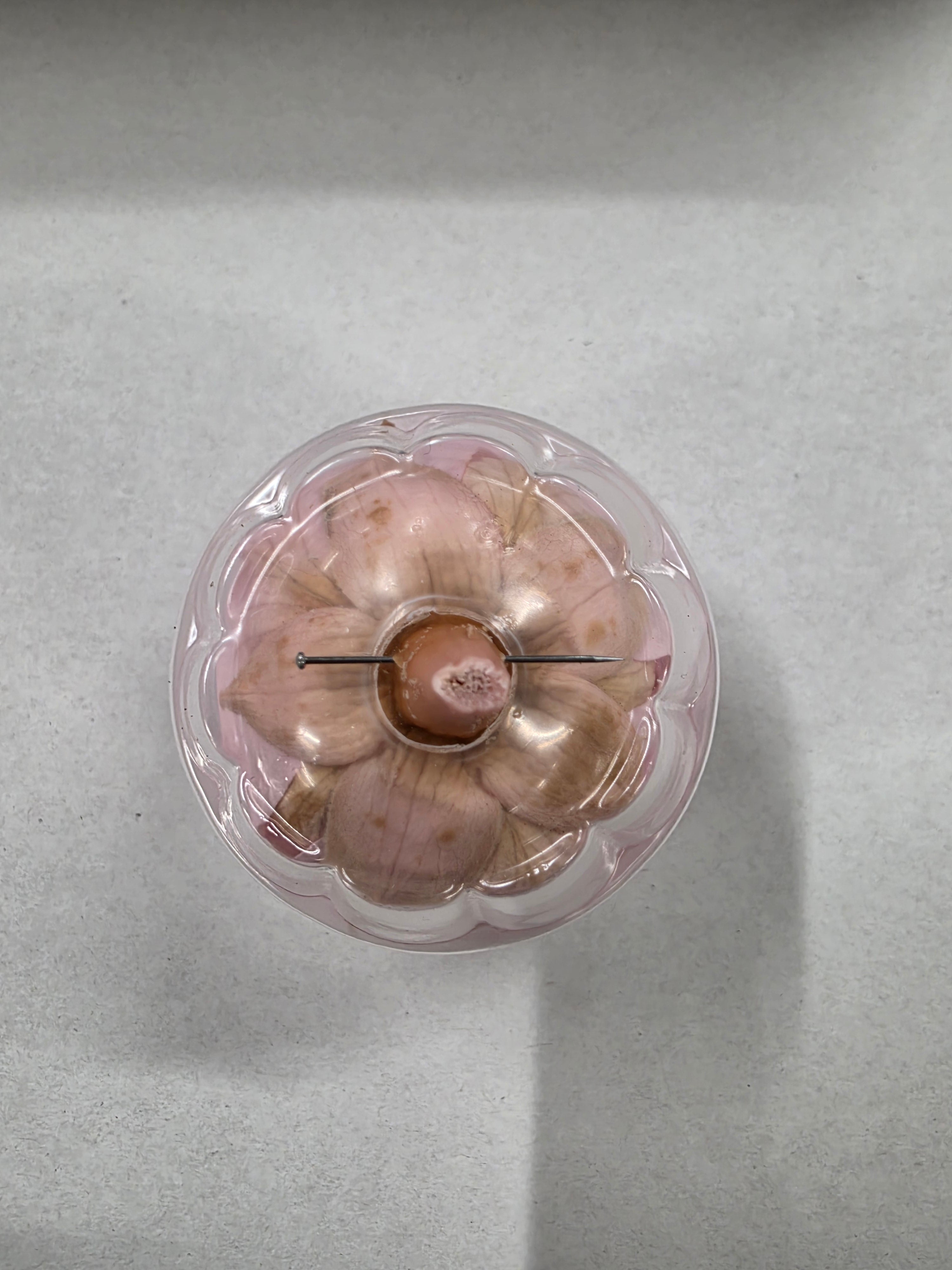 Artificial Preserved Rosa Xl Pink 04