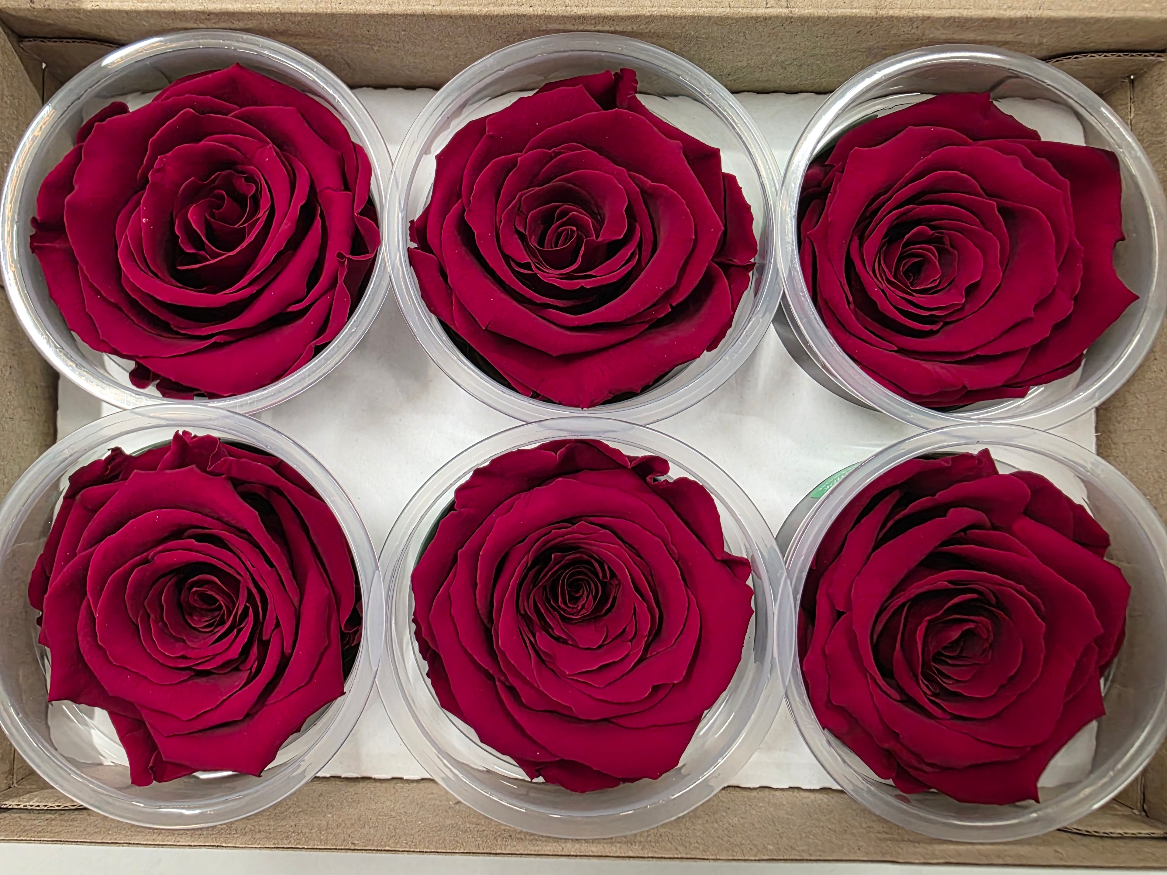 Artificial Preserved Rosa Xl Red 01