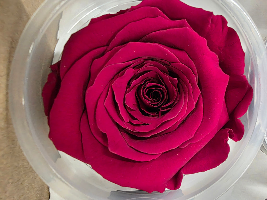 Artificial Preserved Rosa Xl Red 01