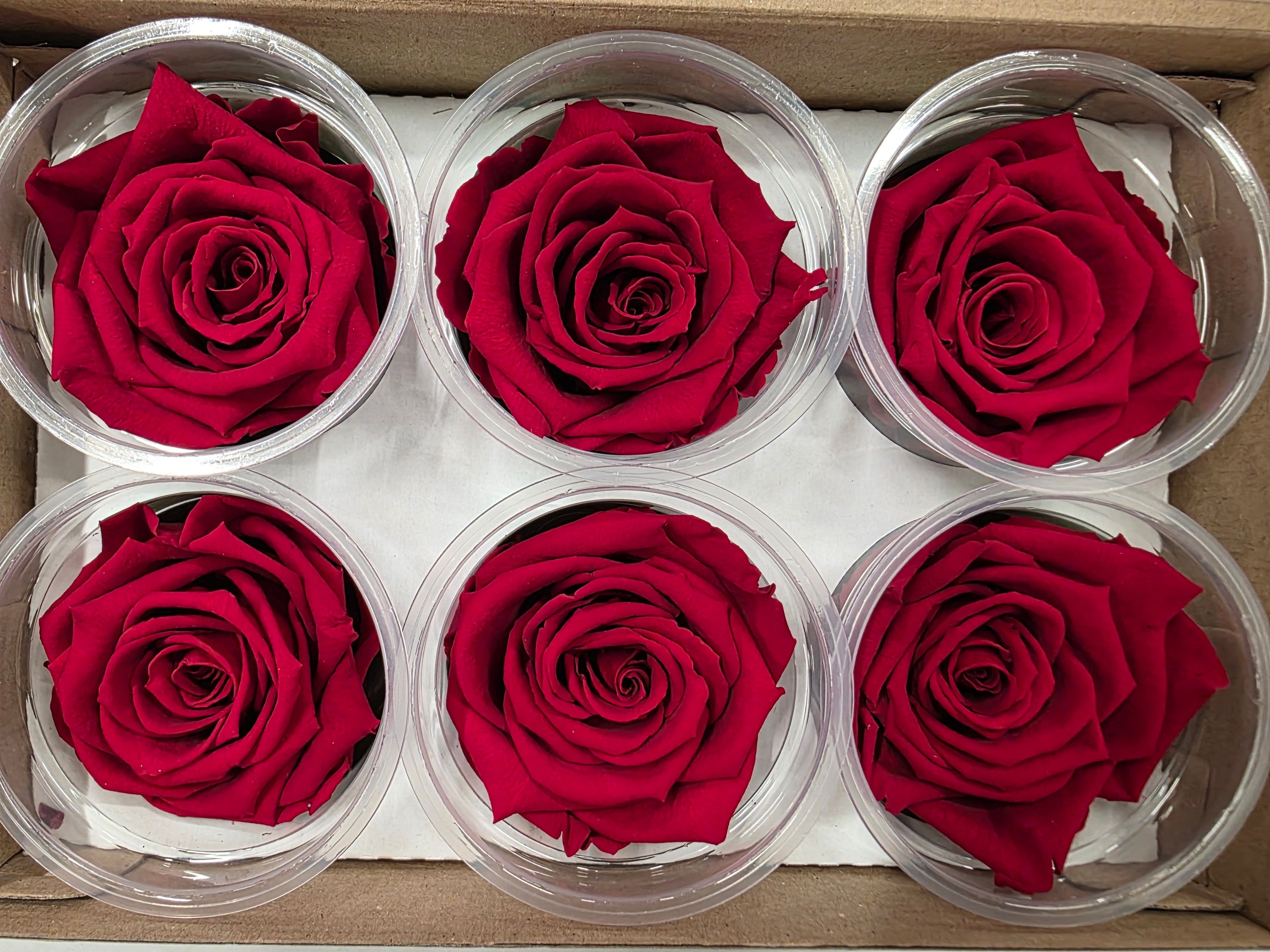 Artificial Preserved Rosa Xl Red 02