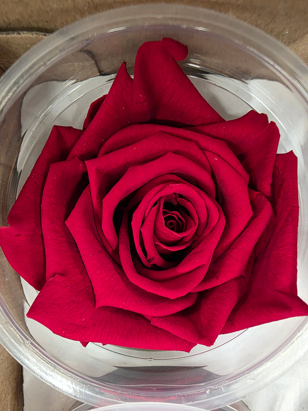 Artificial Preserved Rosa Xl Red 02
