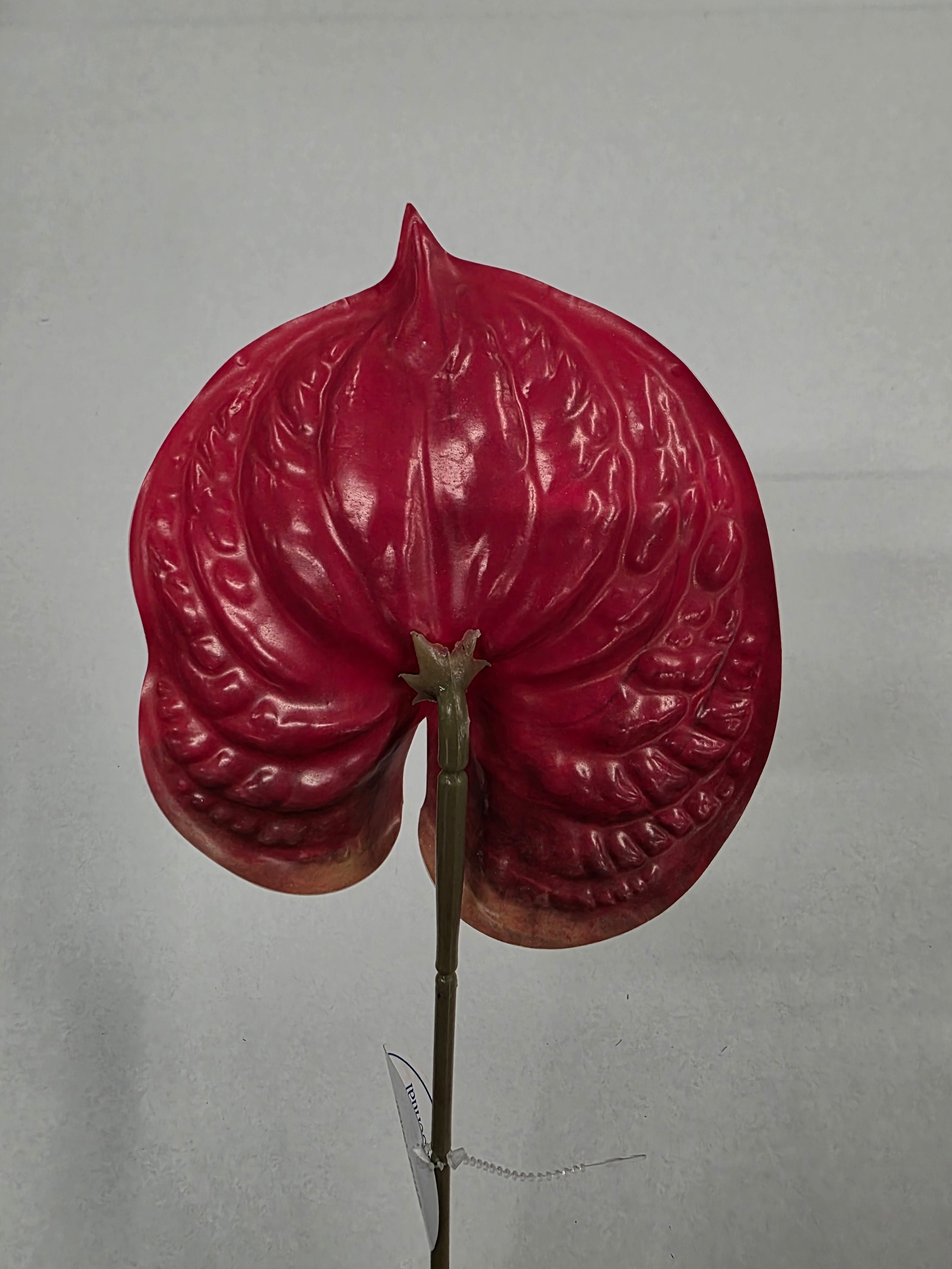 Artificial Anthurium Red (PACK OF 5)