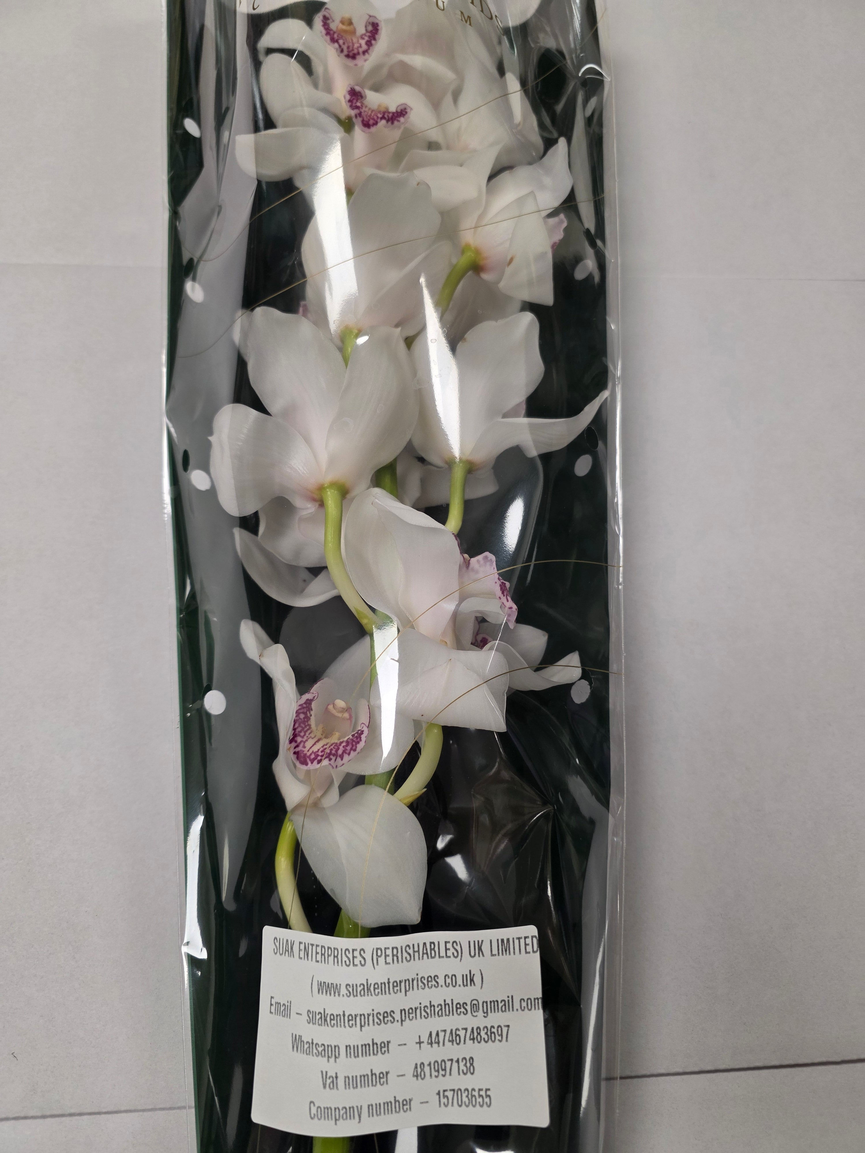 Farm Fresh Orchid/Cymbidium Tak Annette (Bunch of 1 stems, Length 80cm)