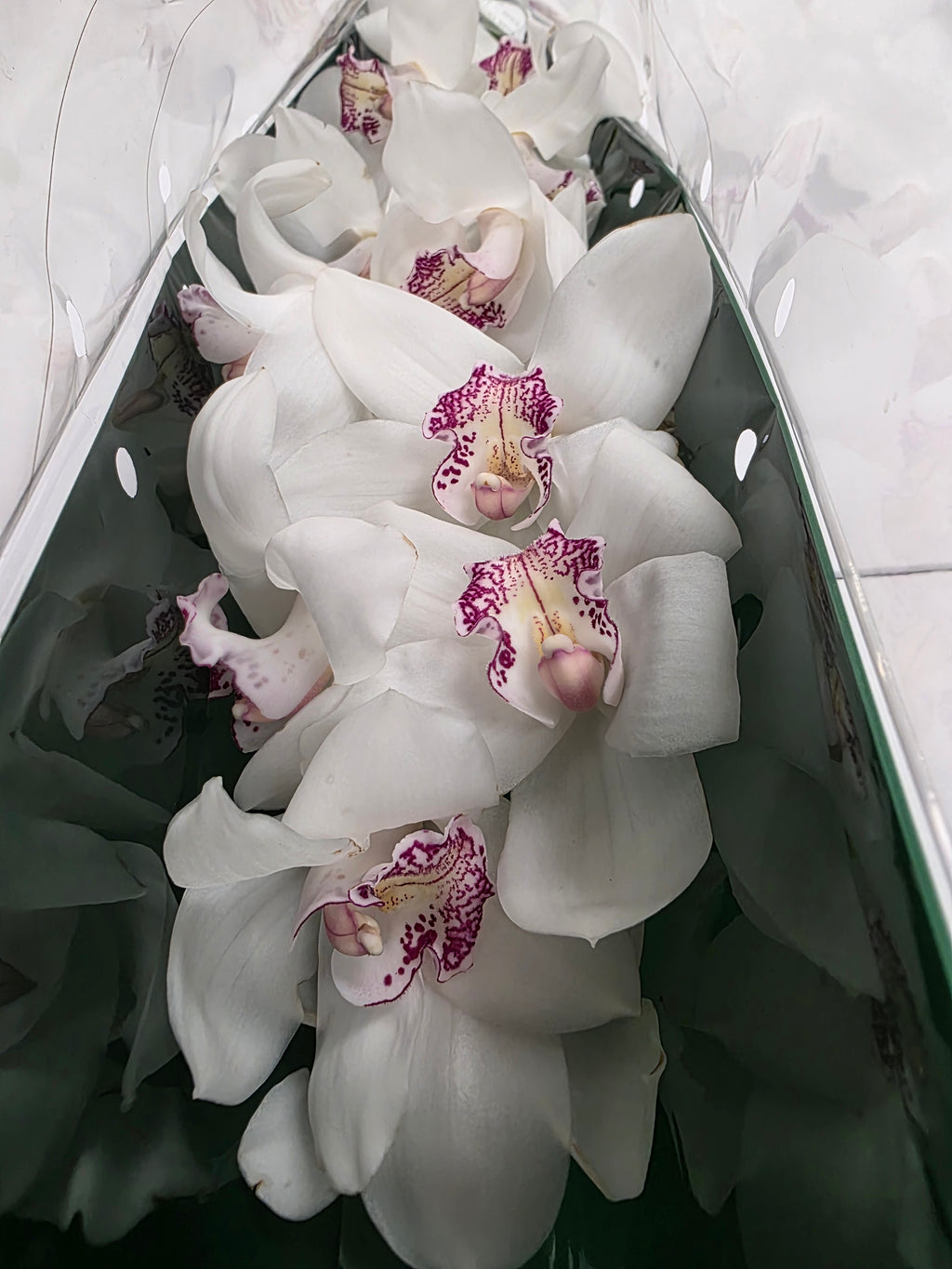 Farm Fresh Orchid/Cymbidium Tak Annette (Bunch of 1 stems, Length 80cm)