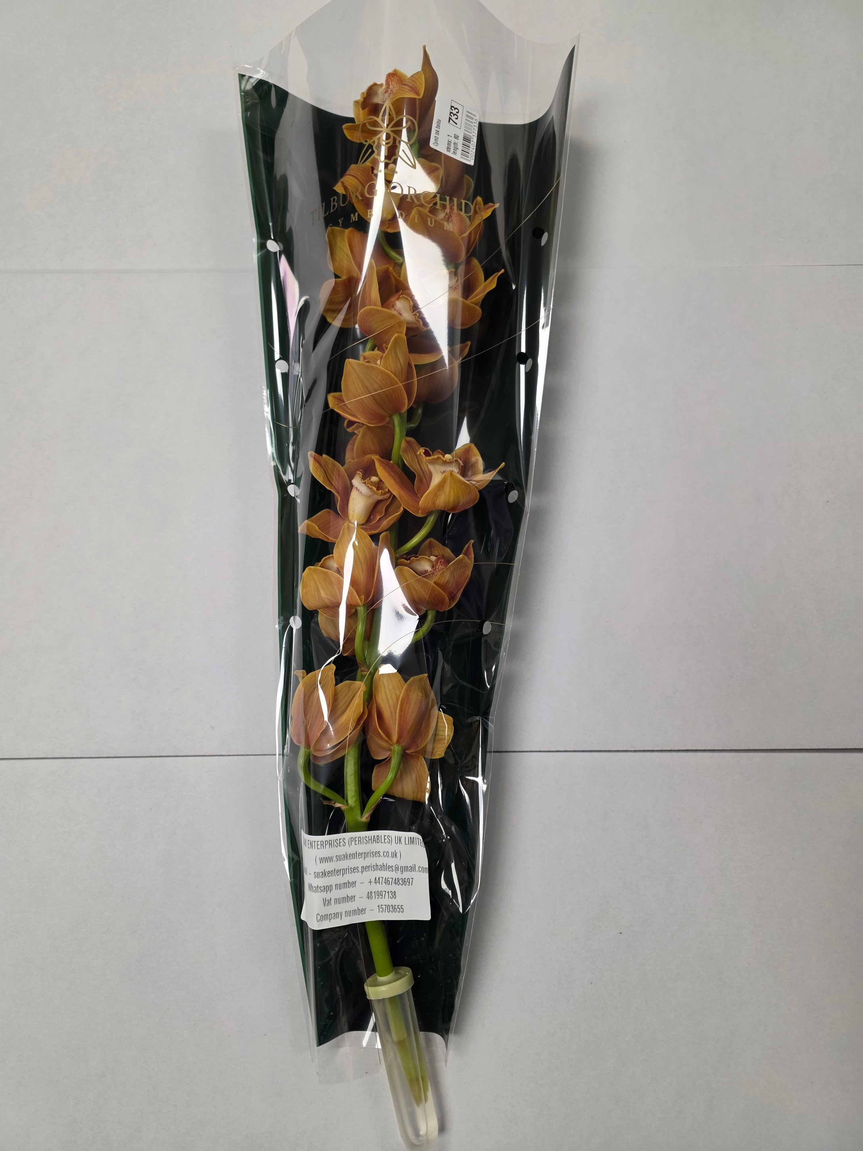 Farm Fresh Orchid/Cymbidium Tak Balou (Bunch of 1 stems, Length 80cm)