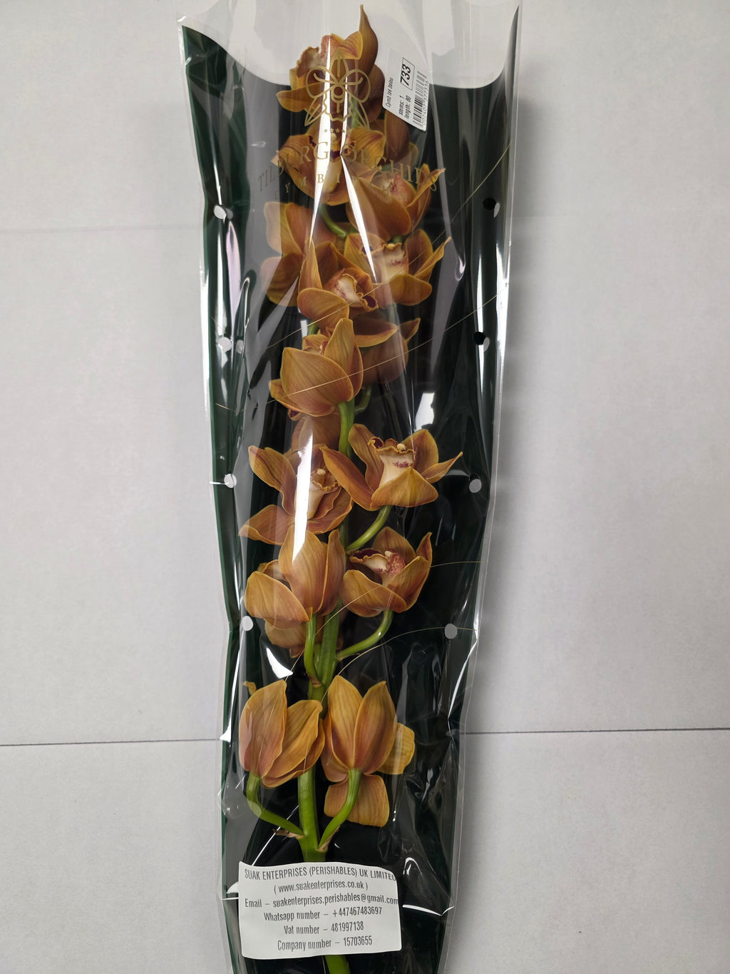 Farm Fresh Orchid/Cymbidium Tak Balou (Bunch of 1 stems, Length 80cm)