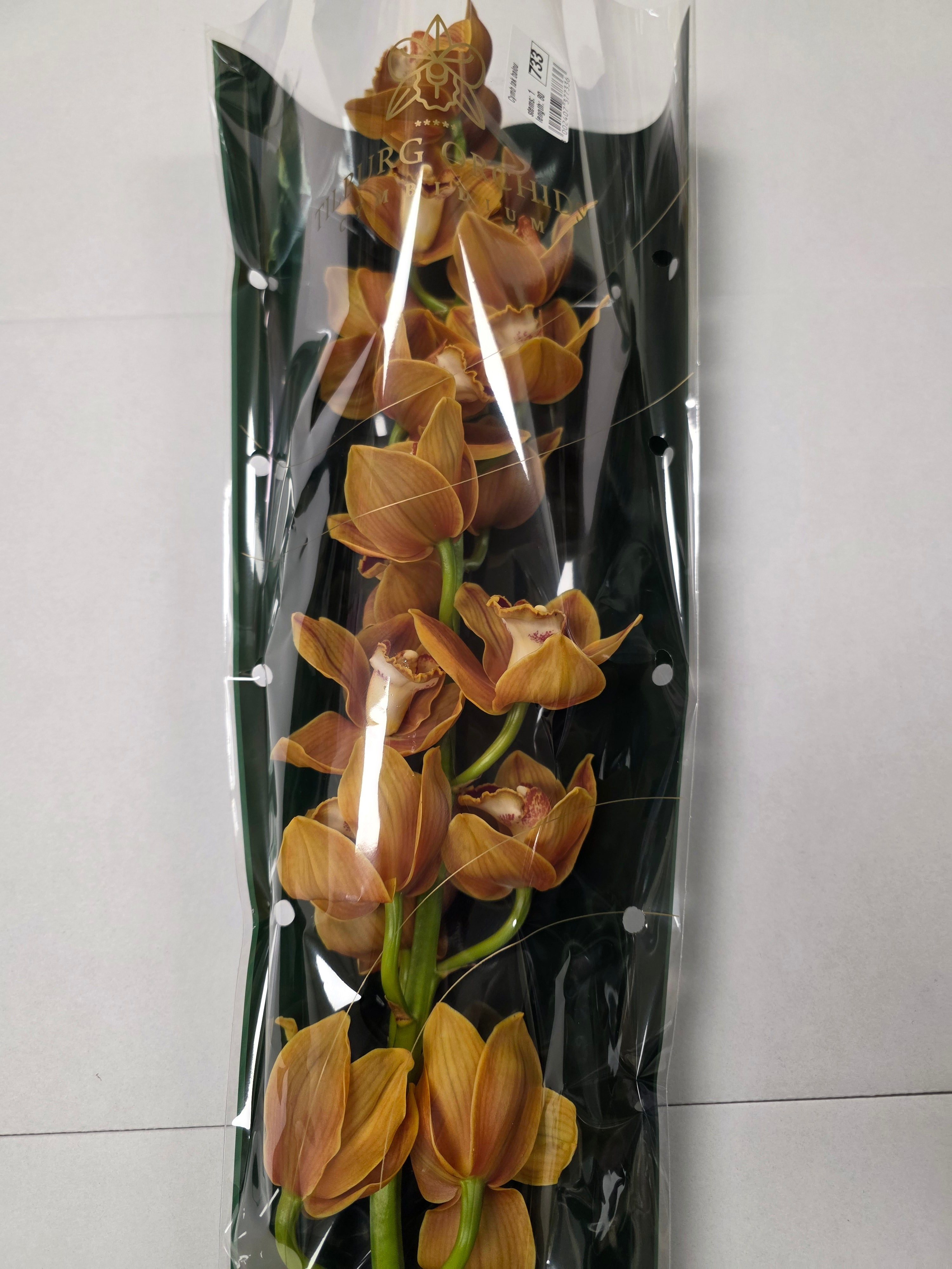 Farm Fresh Orchid/Cymbidium Tak Balou (Bunch of 1 stems, Length 80cm)