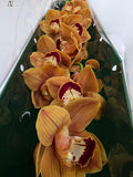 Farm Fresh Orchid/Cymbidium Tak Balou (Bunch of 1 stems, Length 80cm)