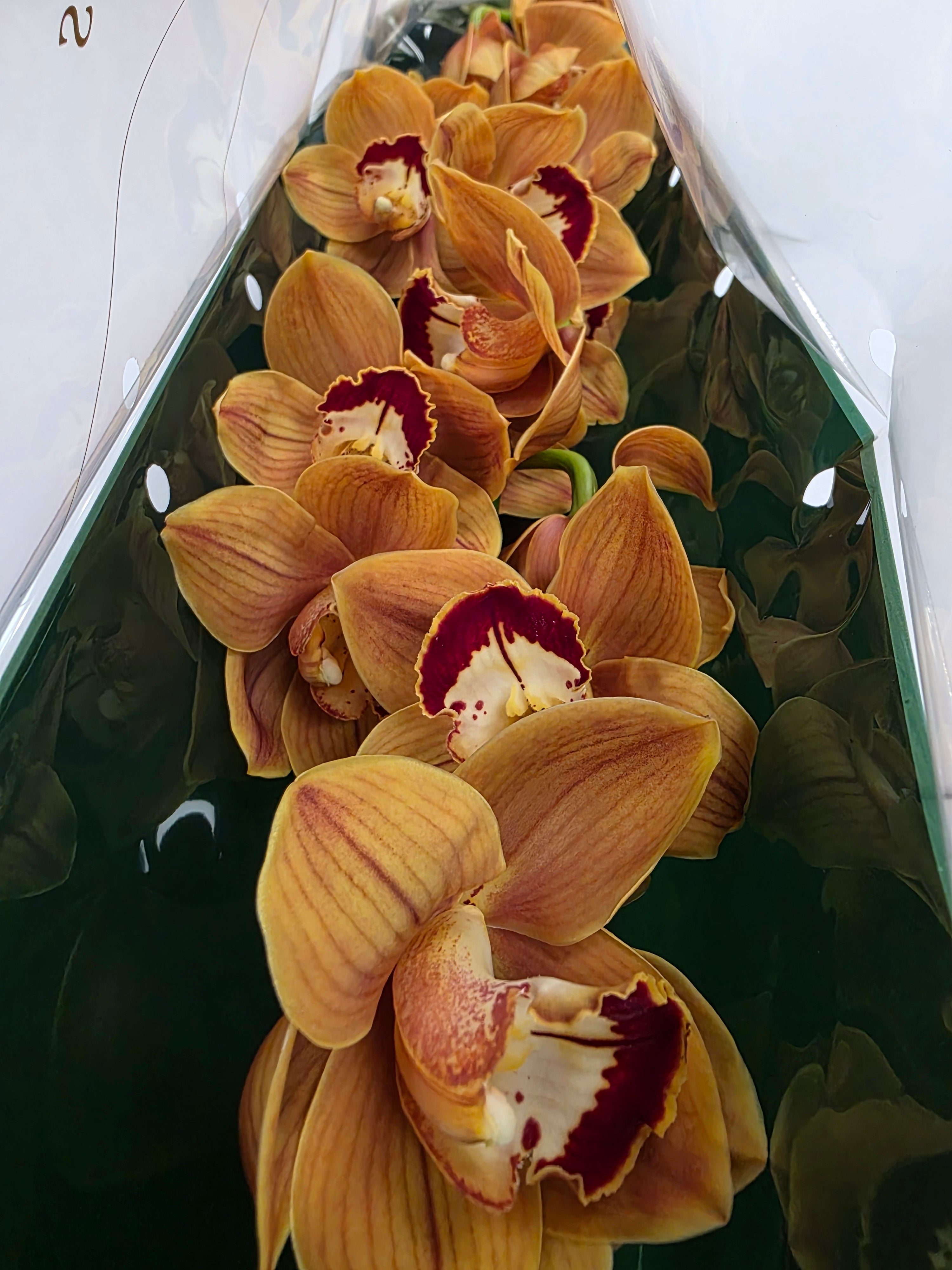 Farm Fresh Orchid/Cymbidium Tak Balou (Bunch of 1 stems, Length 80cm)