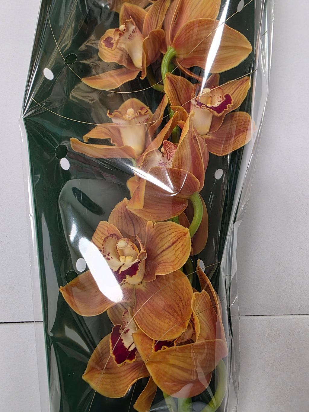 Farm Fresh Orchid/Cymbidium Tak Balou (Bunch of 1 stems, Length 60cm)