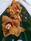 Farm Fresh Orchid/Cymbidium Tak Balou (Bunch of 1 stems, Length 60cm)
