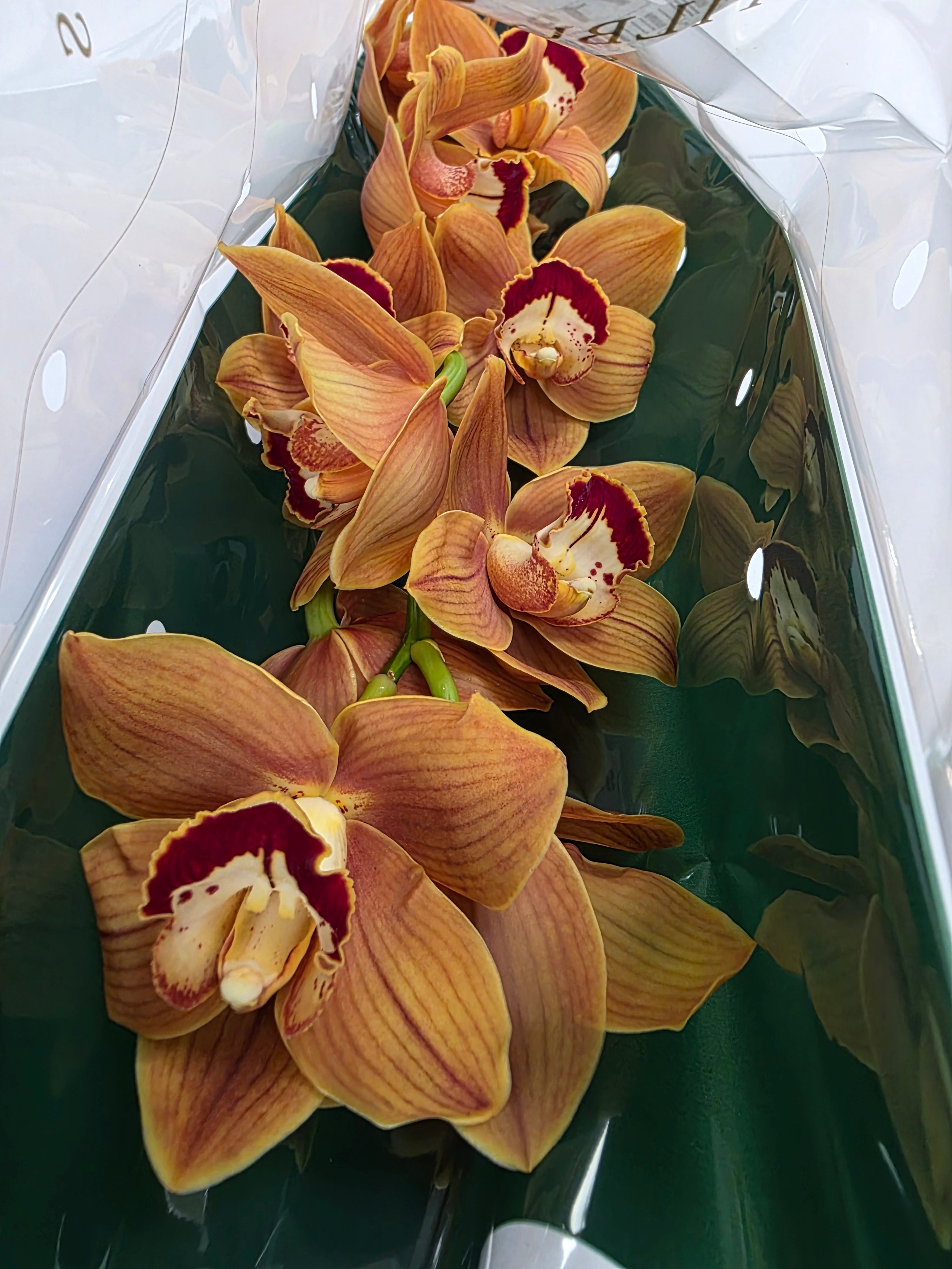 Farm Fresh Orchid/Cymbidium Tak Balou (Bunch of 1 stems, Length 60cm)