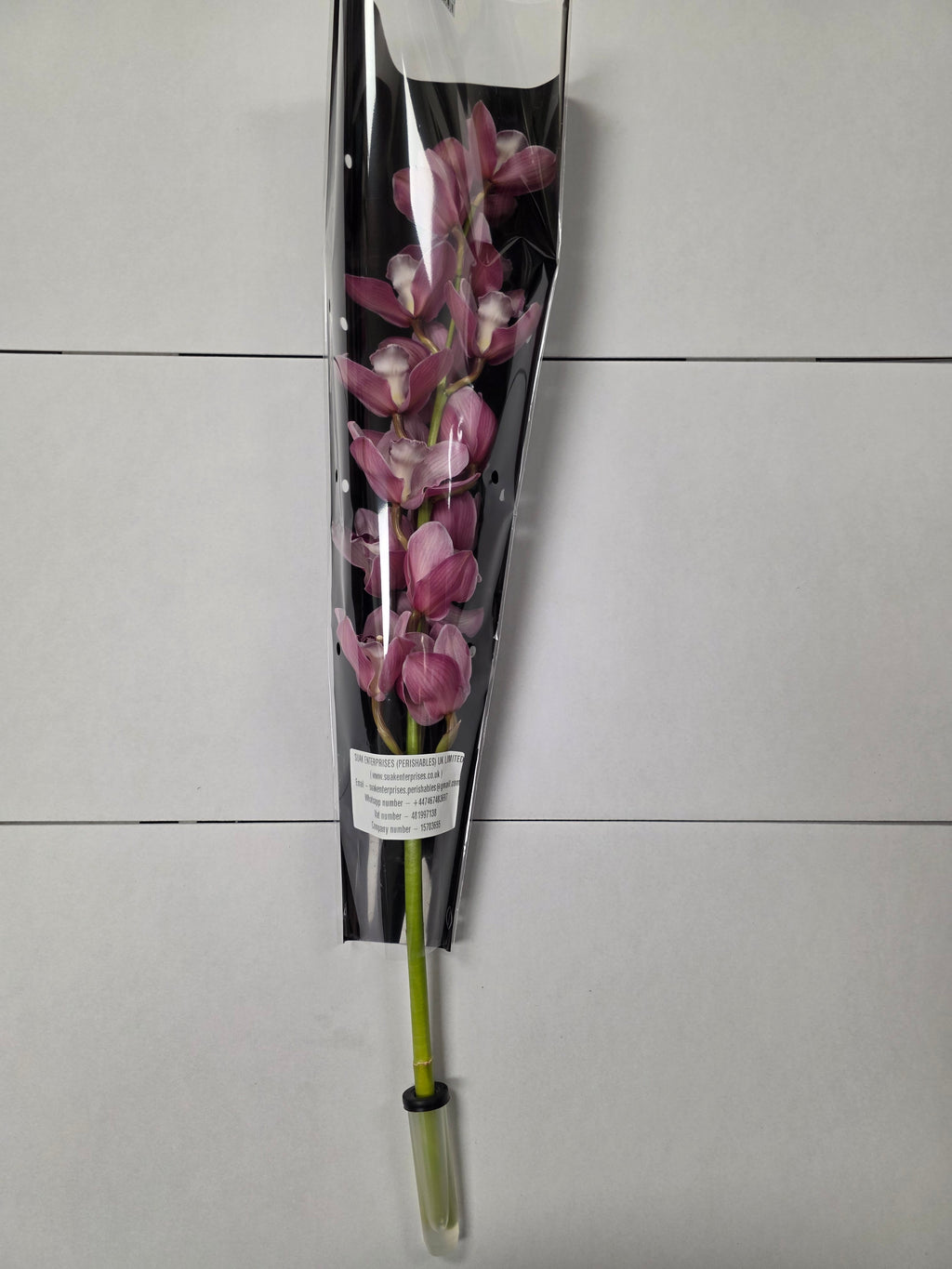 Farm Fresh Orchid/Cymbidium Tak Hms Lazise (Bunch of 1 stems, Length 80cm)