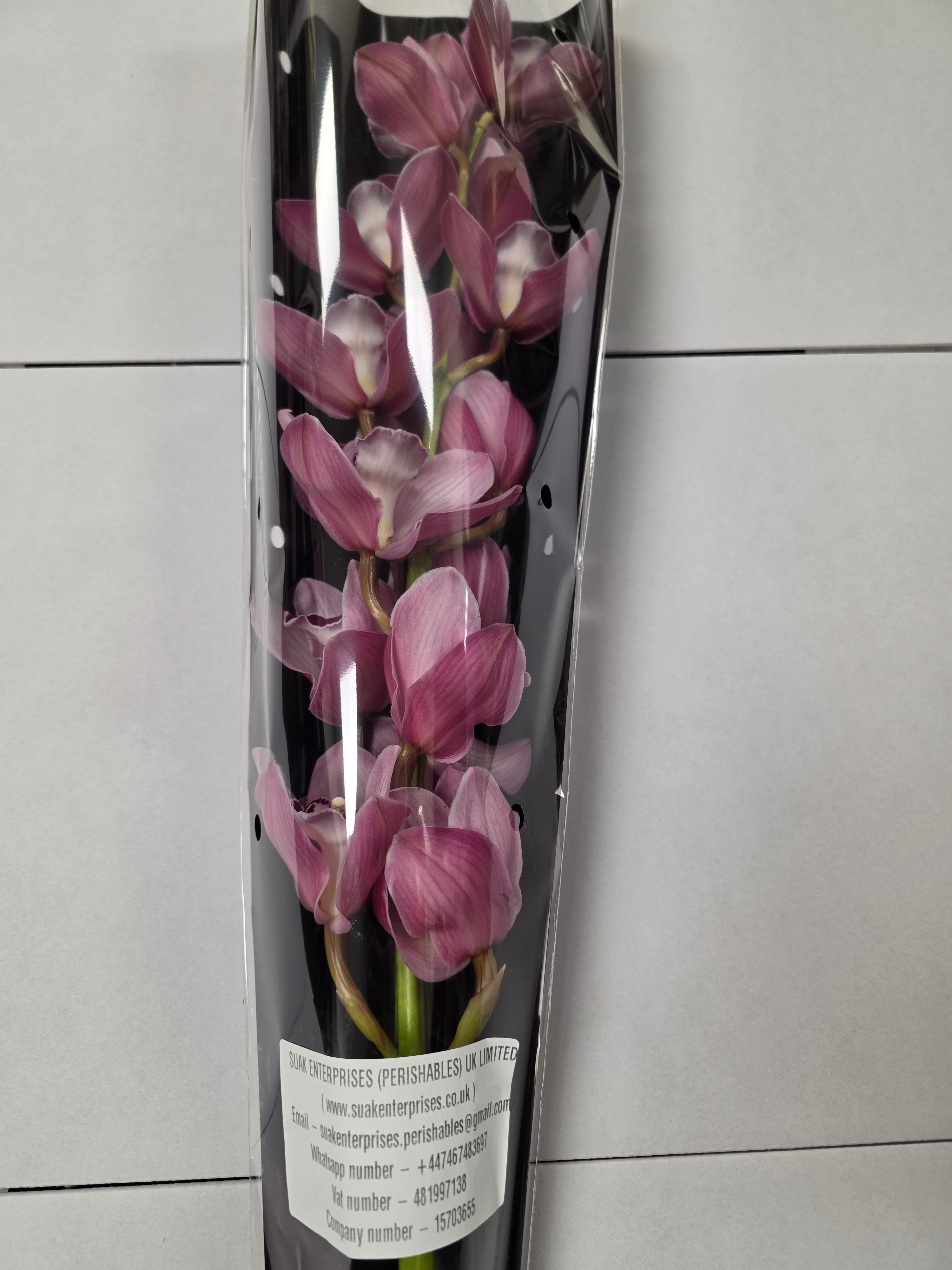 Farm Fresh Orchid/Cymbidium Tak Hms Lazise (Bunch of 1 stems, Length 80cm)