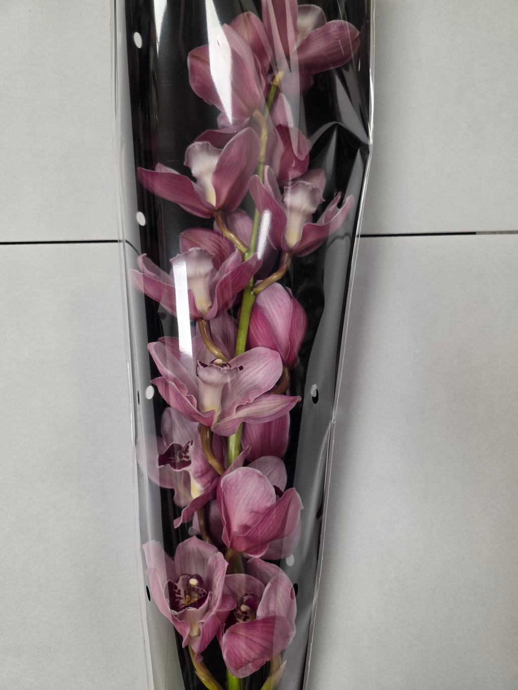 Farm Fresh Orchid/Cymbidium Tak Hms Lazise (Bunch of 1 stems, Length 80cm)