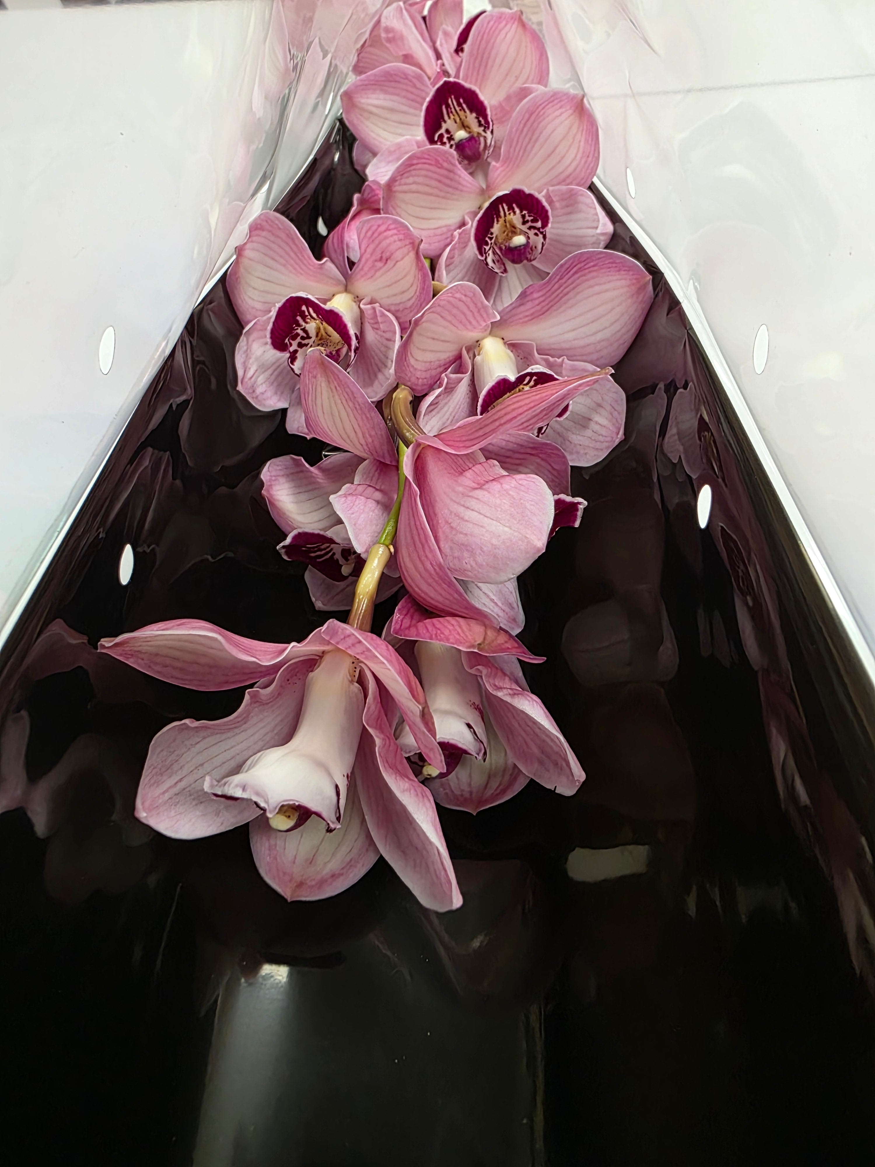 Farm Fresh Orchid/Cymbidium Tak Hms Lazise (Bunch of 1 stems, Length 80cm)