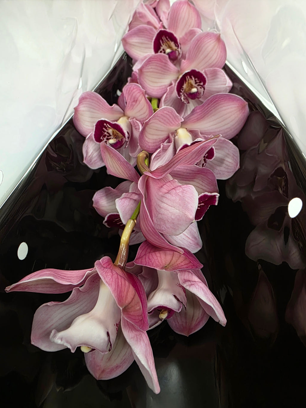 Farm Fresh Orchid/Cymbidium Tak Hms Lazise (Bunch of 1 stems, Length 80cm)