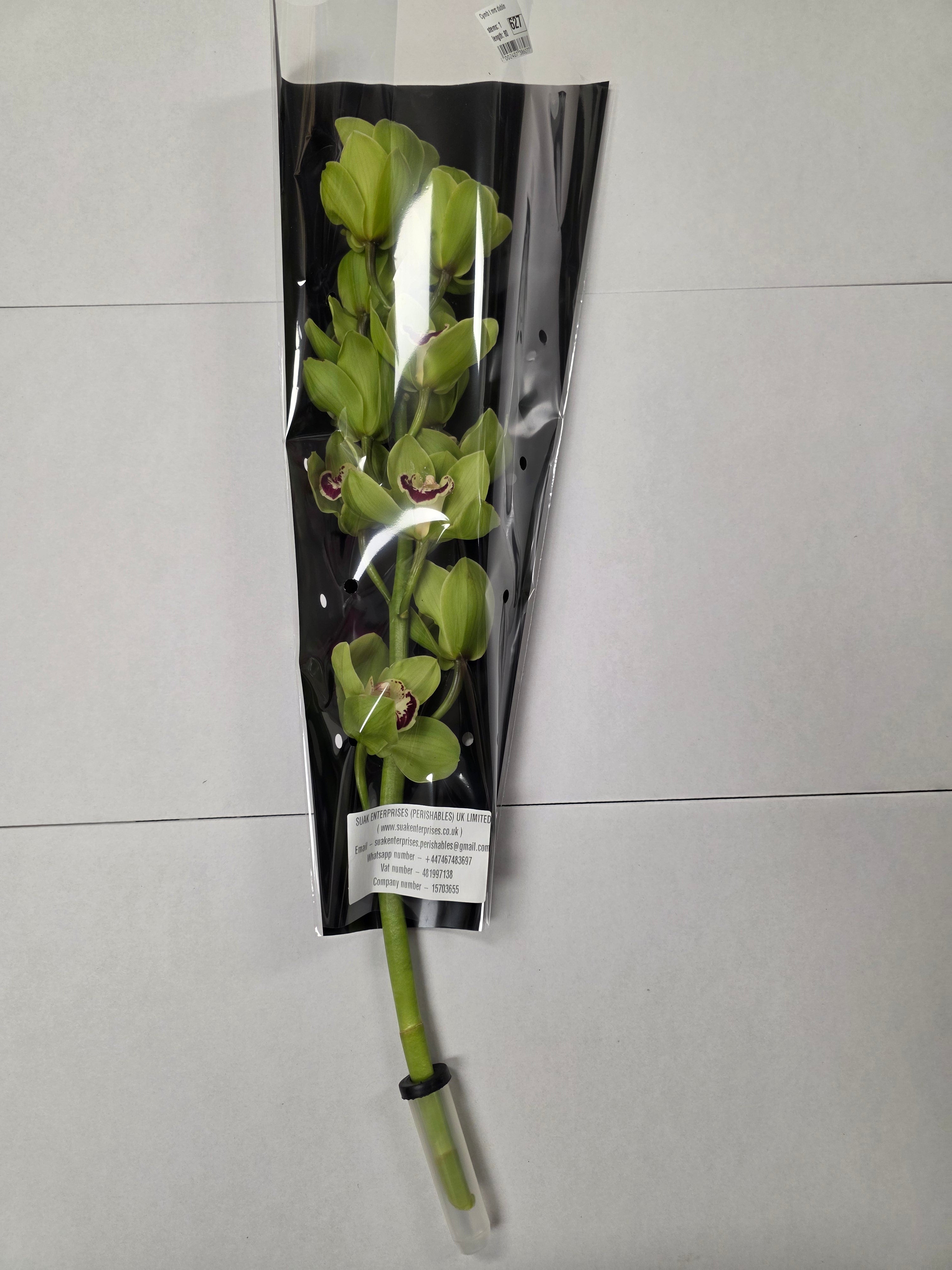 Farm Fresh Orchid/Cymbidium Tak Mrs Dublin (Bunch of 1 stems, Length 80cm)