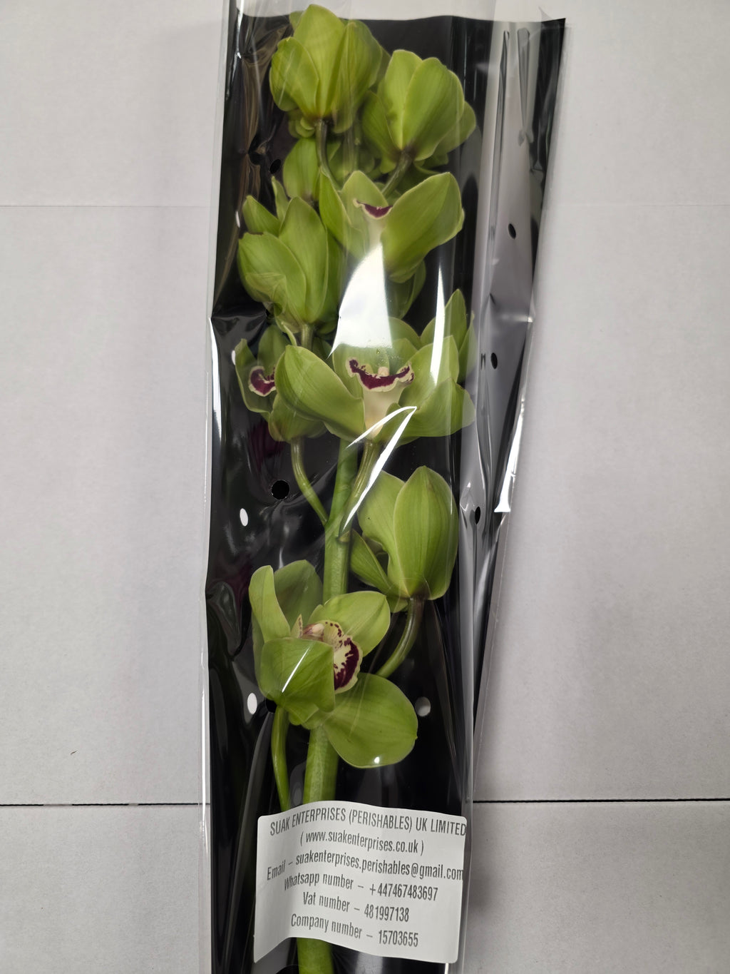 Farm Fresh Orchid/Cymbidium Tak Mrs Dublin (Bunch of 1 stems, Length 80cm)
