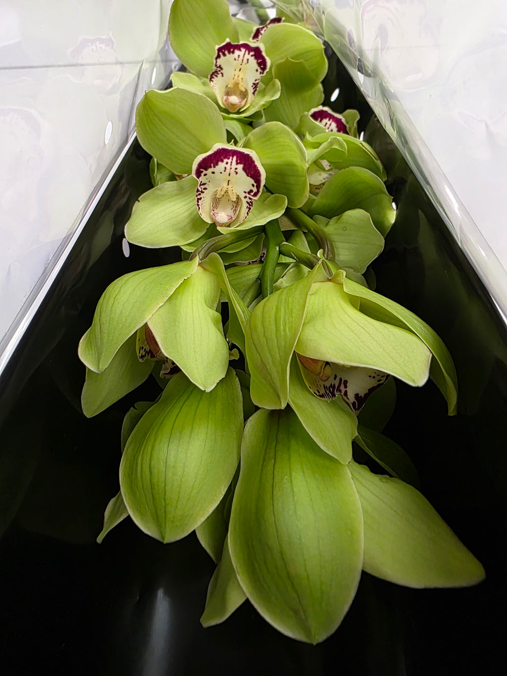 Farm Fresh Orchid/Cymbidium Tak Mrs Dublin (Bunch of 1 stems, Length 80cm)
