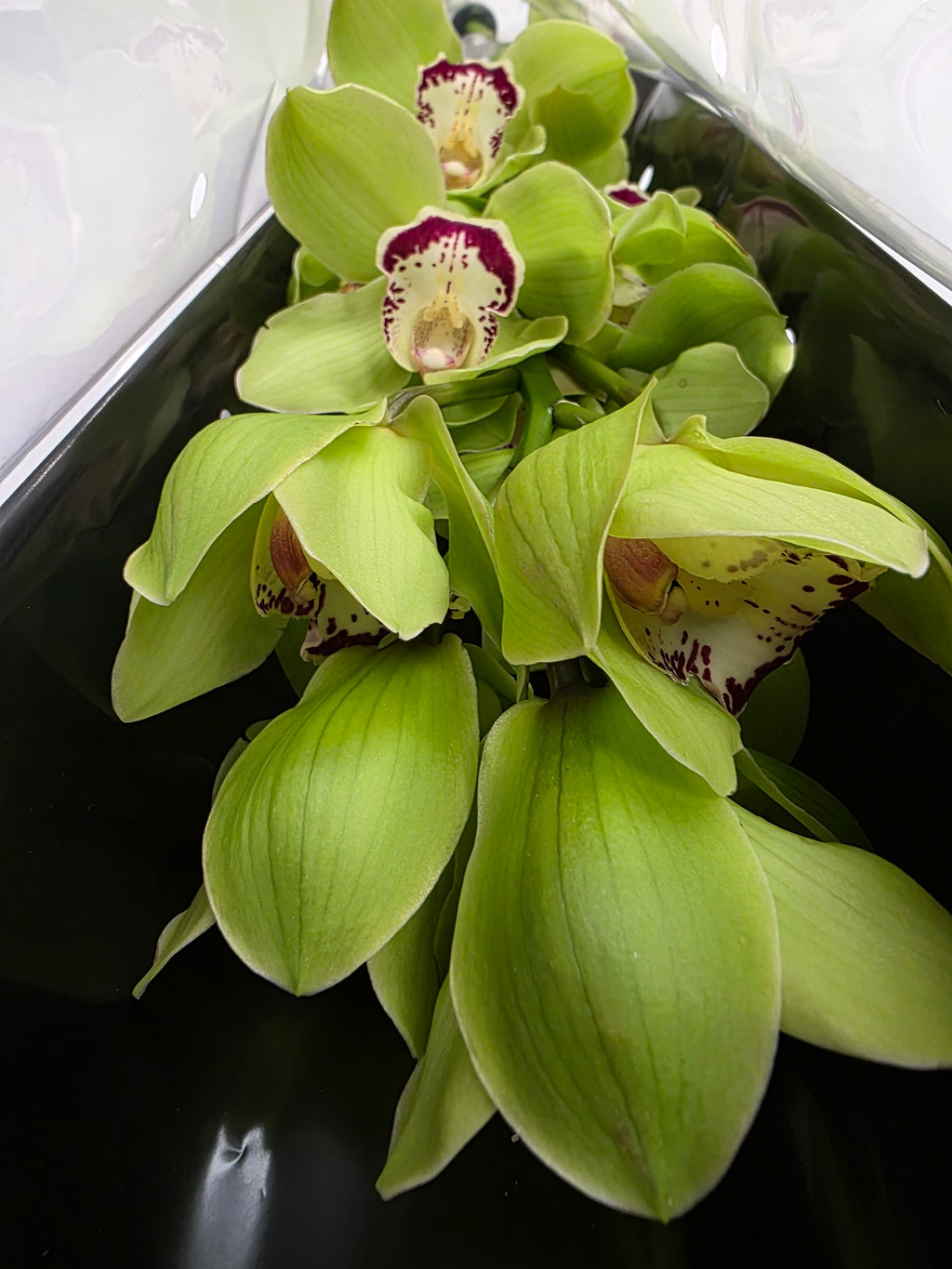 Farm Fresh Orchid/Cymbidium Tak Mrs Dublin (Bunch of 1 stems, Length 80cm)