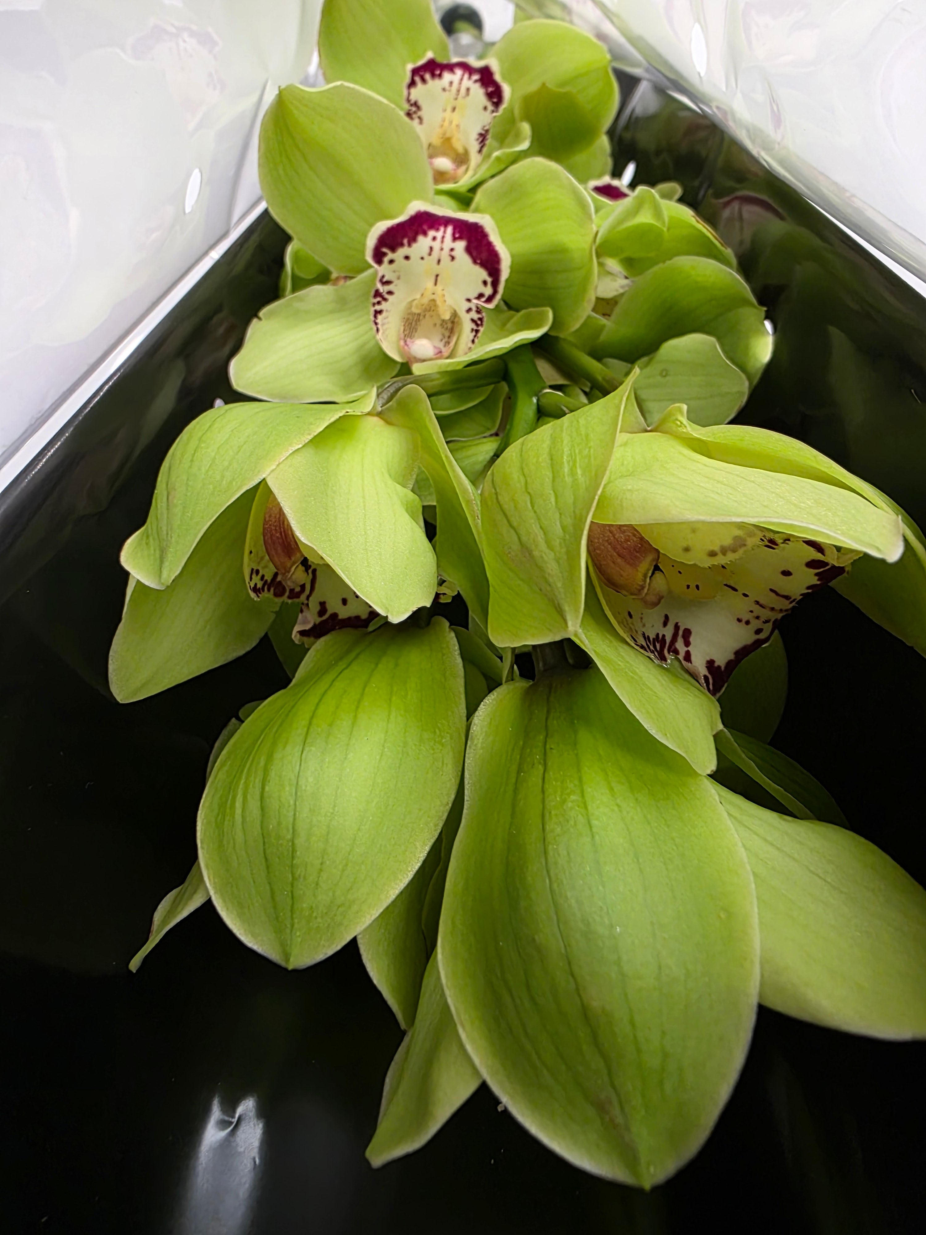 Farm Fresh Orchid/Cymbidium Tak Mrs Dublin (Bunch of 1 stems, Length 80cm)