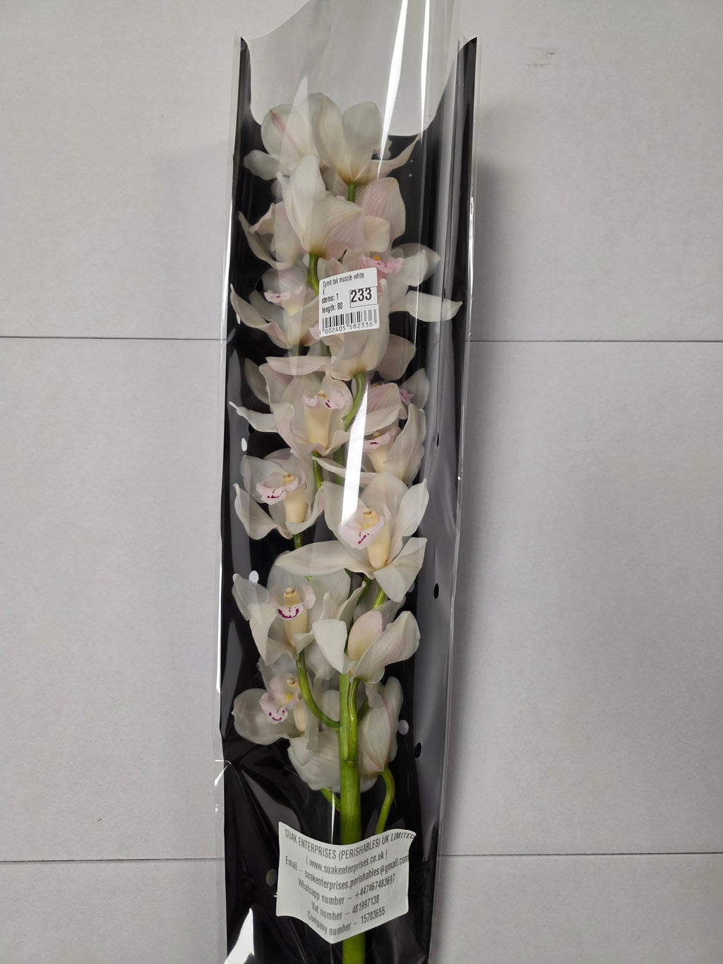 Farm Fresh Orchid/Cymbidium Tak Muscle White (Bunch of 1 stems, Length 80cm)