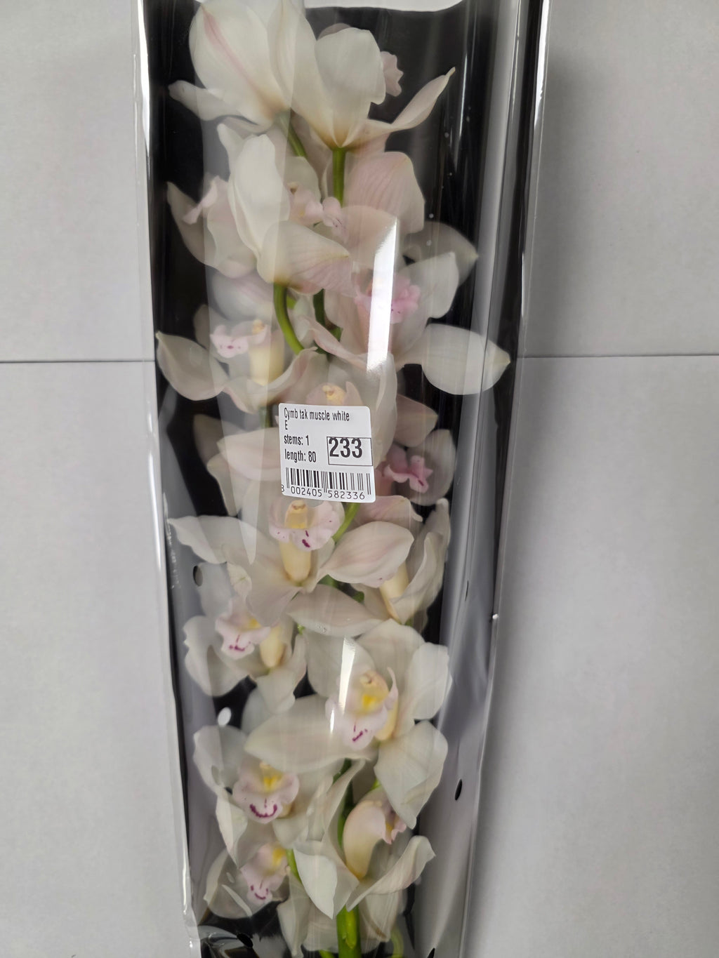 Farm Fresh Orchid/Cymbidium Tak Muscle White (Bunch of 1 stems, Length 80cm)